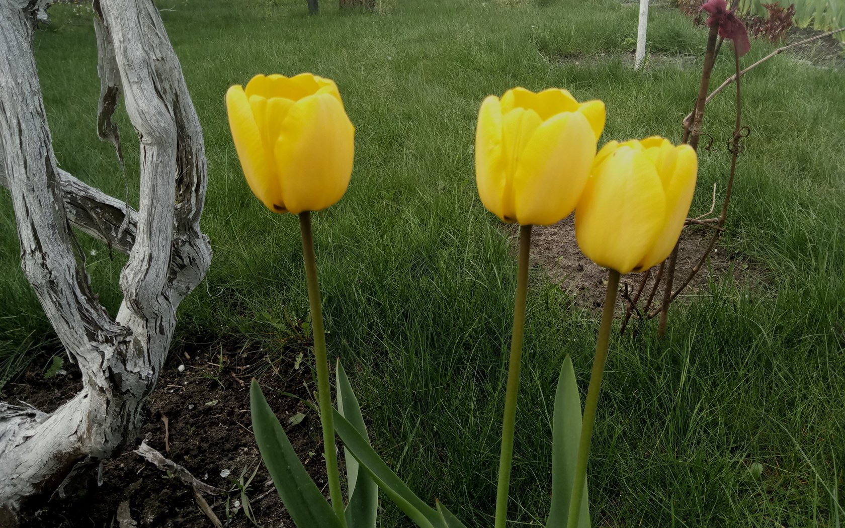 Обои цветы, трава, весна, тюльпаны, стебли, желтые, flowers, grass, spring, tulips, stems, yellow разрешение 4208x3120 Загрузить
