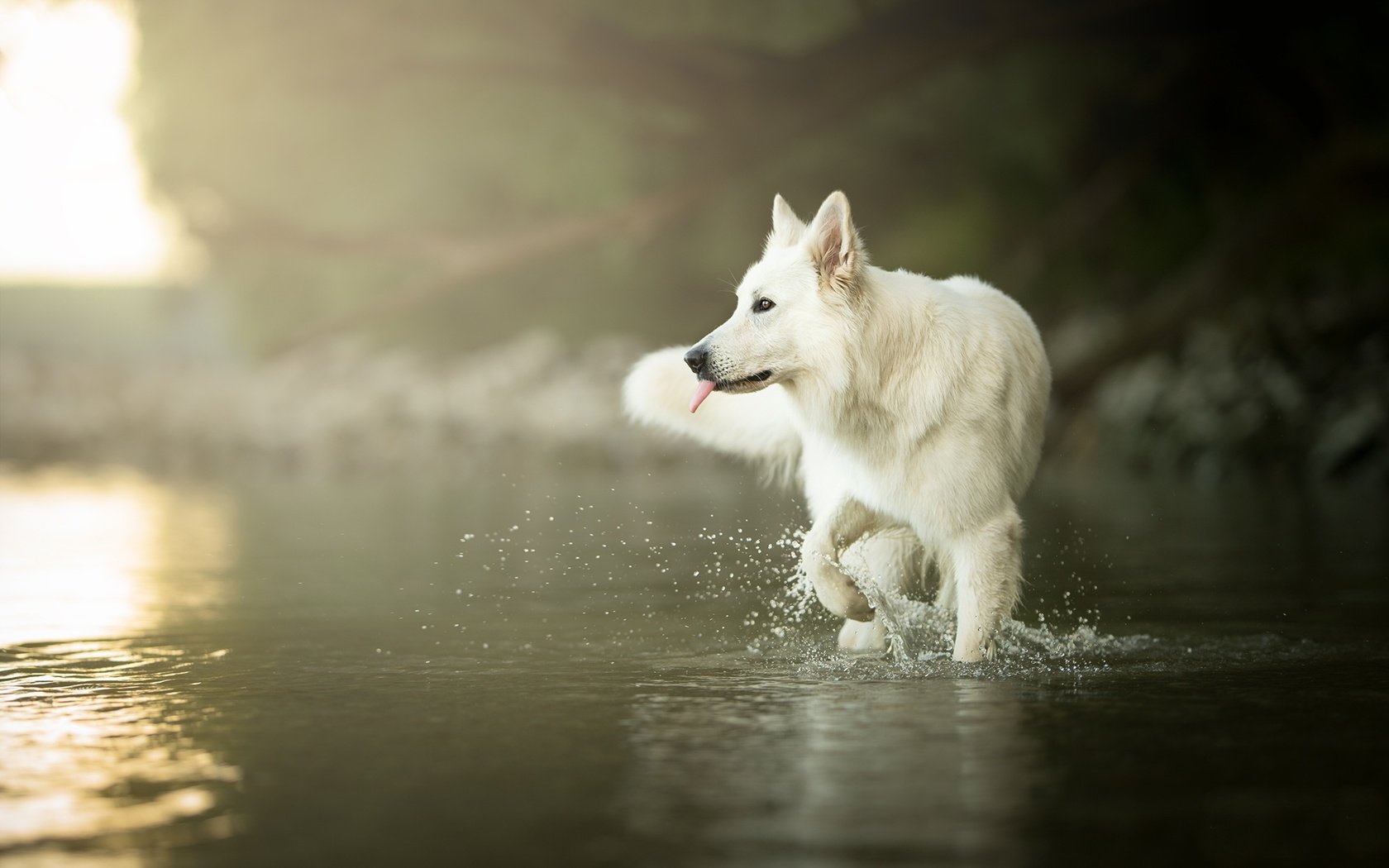 Обои вода, мордочка, взгляд, собака, язык, белая швейцарская овчарка, water, muzzle, look, dog, language, the white swiss shepherd dog разрешение 2048x1329 Загрузить