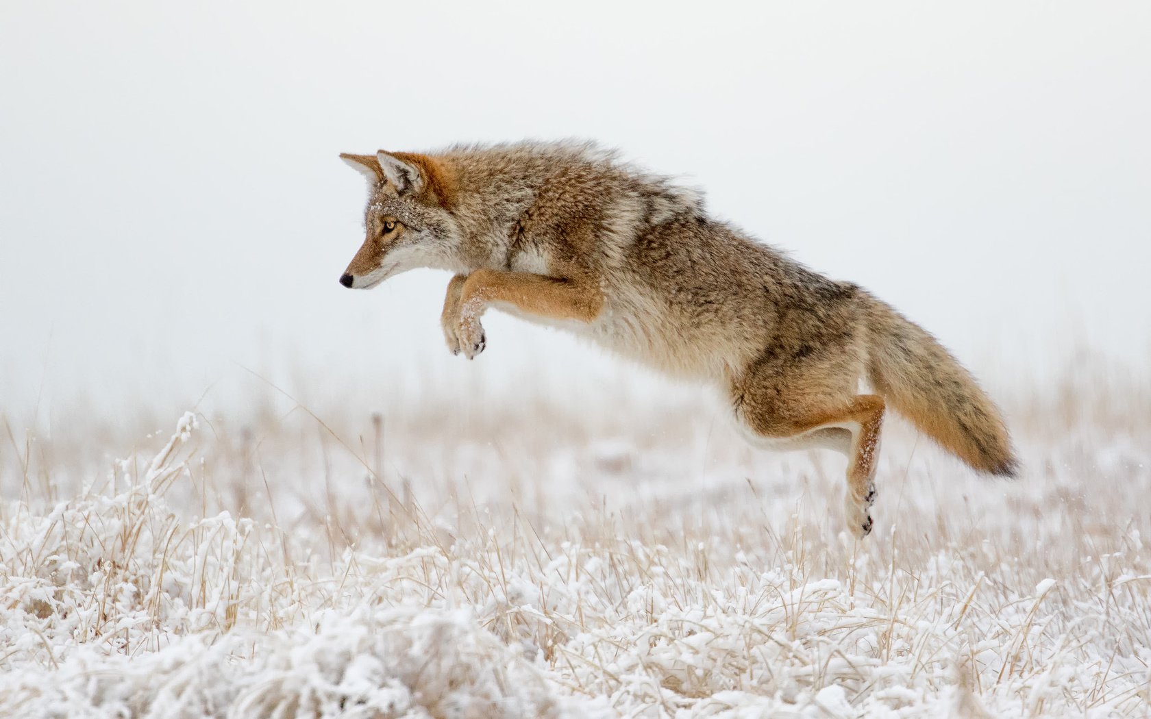 Обои зима, прыжок, хищник, лисица, охота, хвост, койот, winter, jump, predator, fox, hunting, tail, coyote разрешение 2048x1365 Загрузить