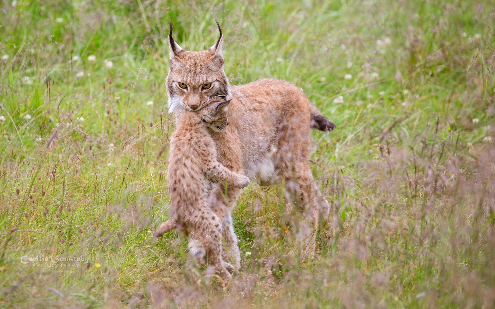 Обои трава, природа, мама, детеныш, рыси, grass, nature, mom, cub, lynx разрешение 2048x1152 Загрузить