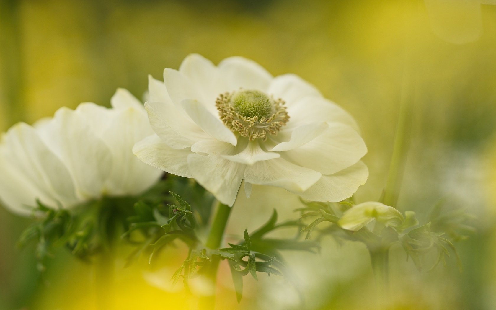 Обои цветы, размытость, белые, анемоны, сон-трава, flowers, blur, white, anemones, sleep-grass разрешение 2048x1153 Загрузить