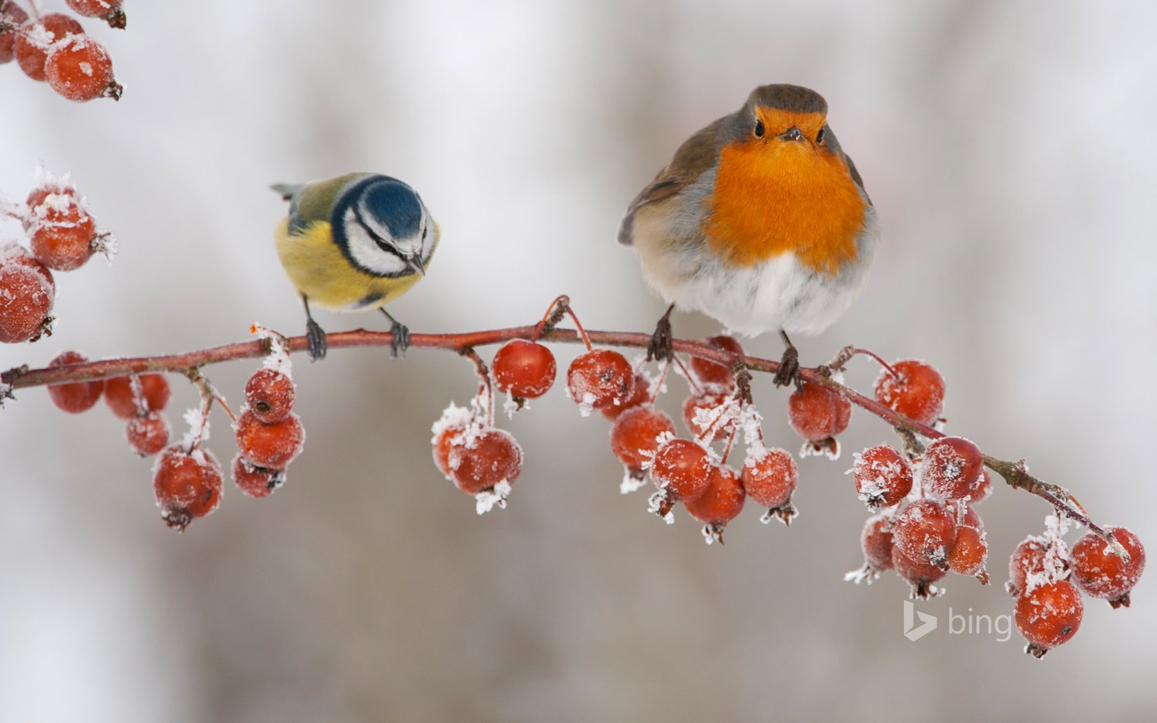 Обои ветка, зима, птицы, ягоды, плоды, синица, малиновка, branch, winter, birds, berries, fruit, tit, robin разрешение 1920x1200 Загрузить