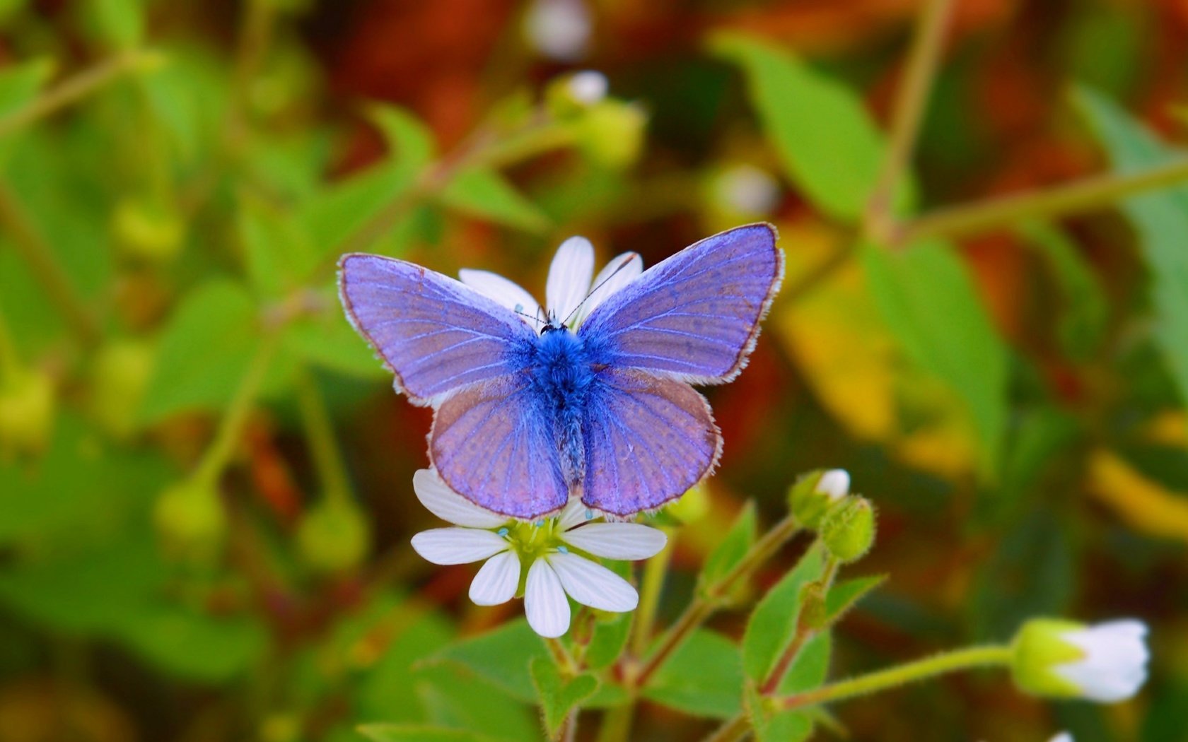 Обои цветы, насекомое, бабочка, крылья, размытость, flowers, insect, butterfly, wings, blur разрешение 3000x1743 Загрузить