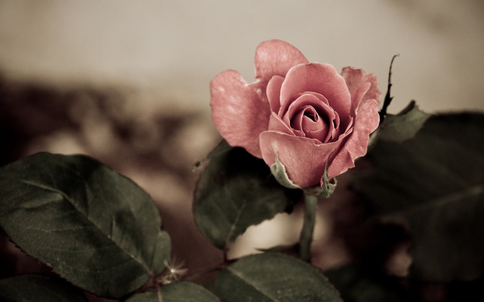 Обои цветок, роза, бутон, flower, rose, bud разрешение 2048x1152 Загрузить