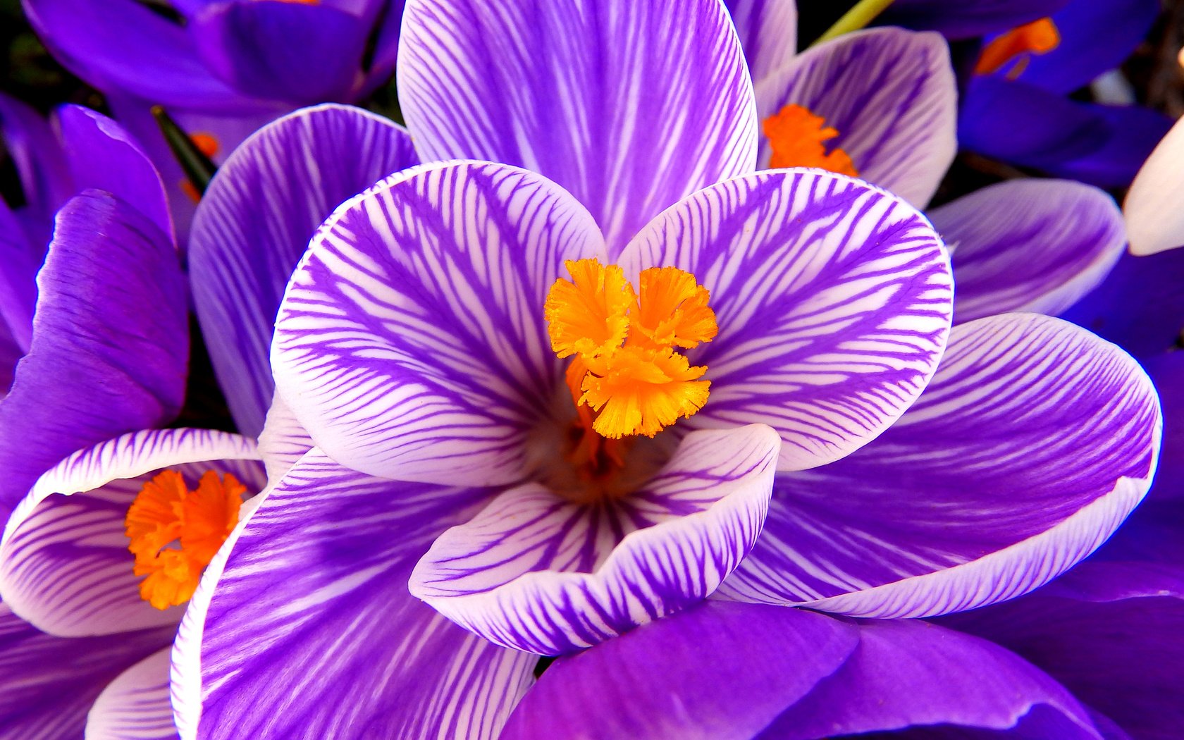 Обои макро, цветок, лепестки, фиолетовый, весна, крокус, macro, flower, petals, purple, spring, krokus разрешение 2560x1600 Загрузить