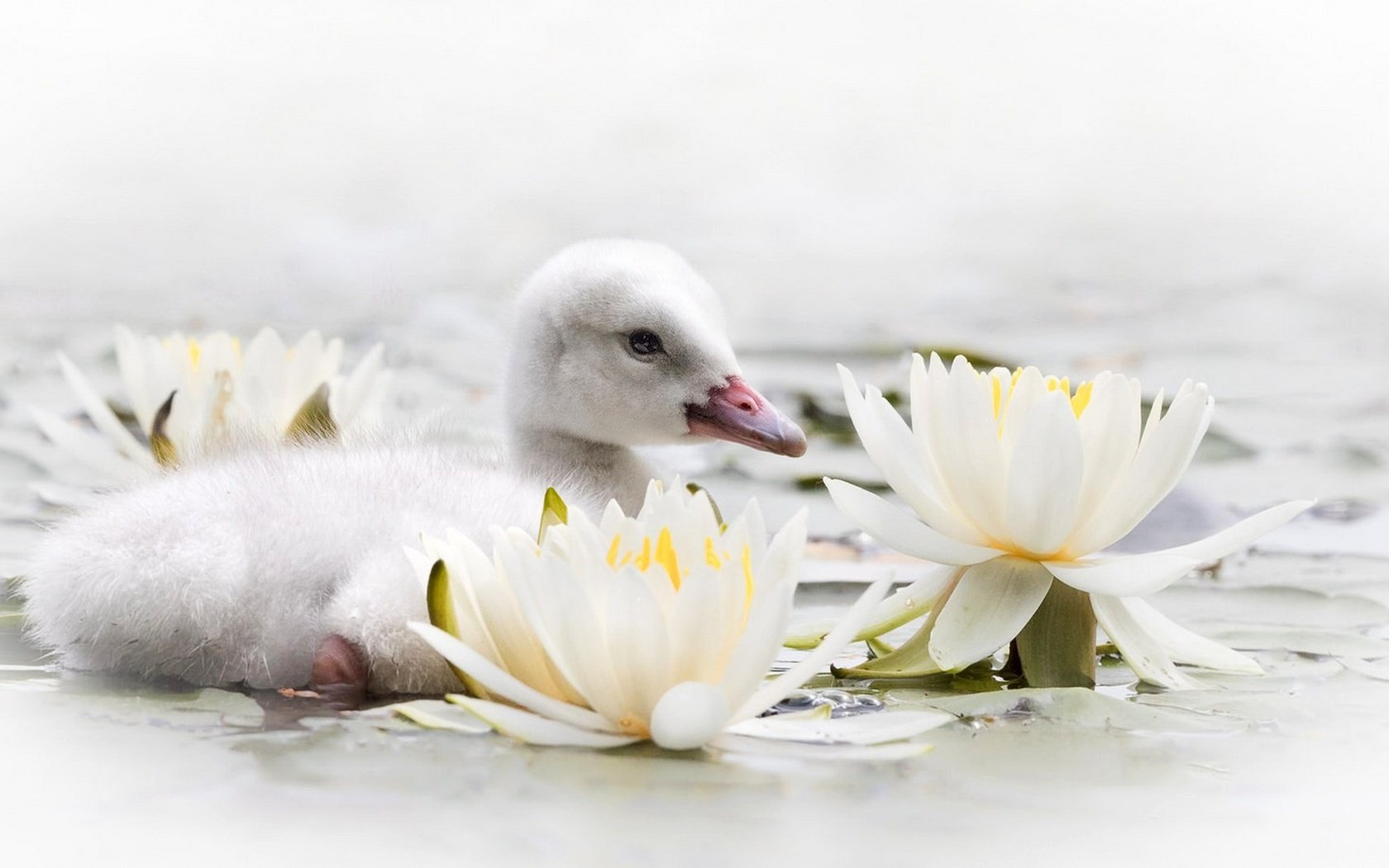 Обои цветы, вода, птенец, птица, клюв, лилии, лебедь, кувшинки, flowers, water, chick, bird, beak, lily, swan, water lilies разрешение 1920x1105 Загрузить