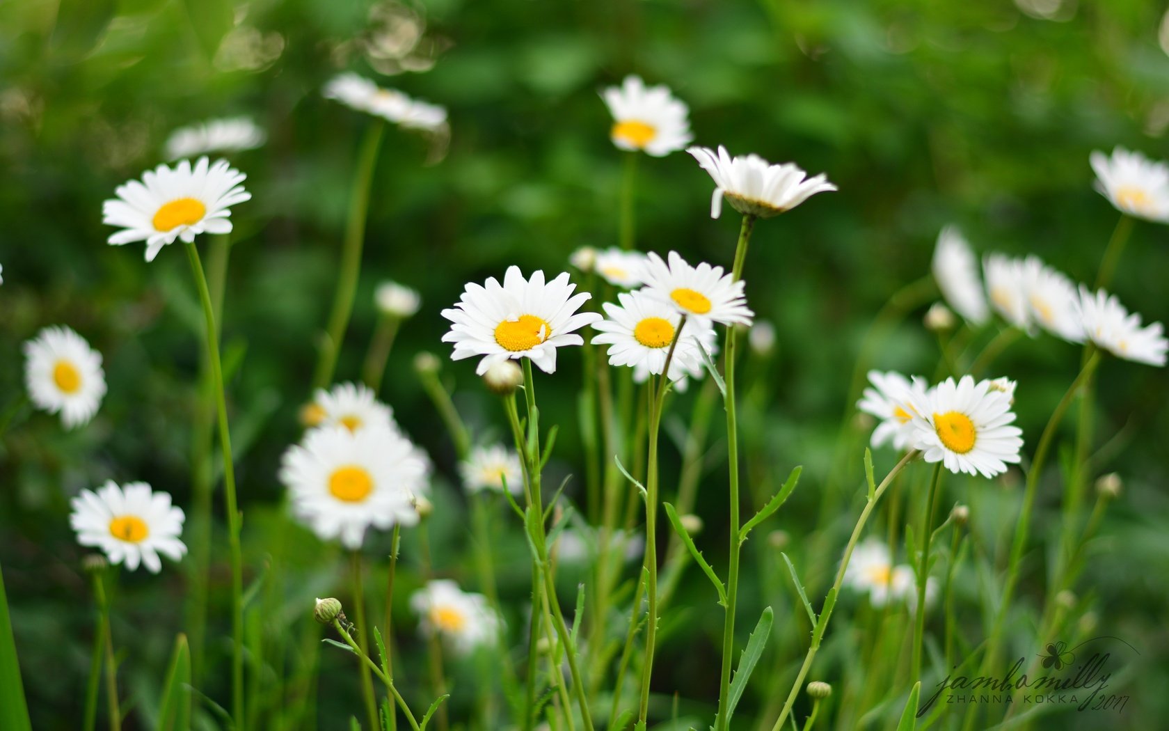 Обои цветы, поле, лето, лепестки, ромашки, белые, flowers, field, summer, petals, chamomile, white разрешение 4496x3000 Загрузить