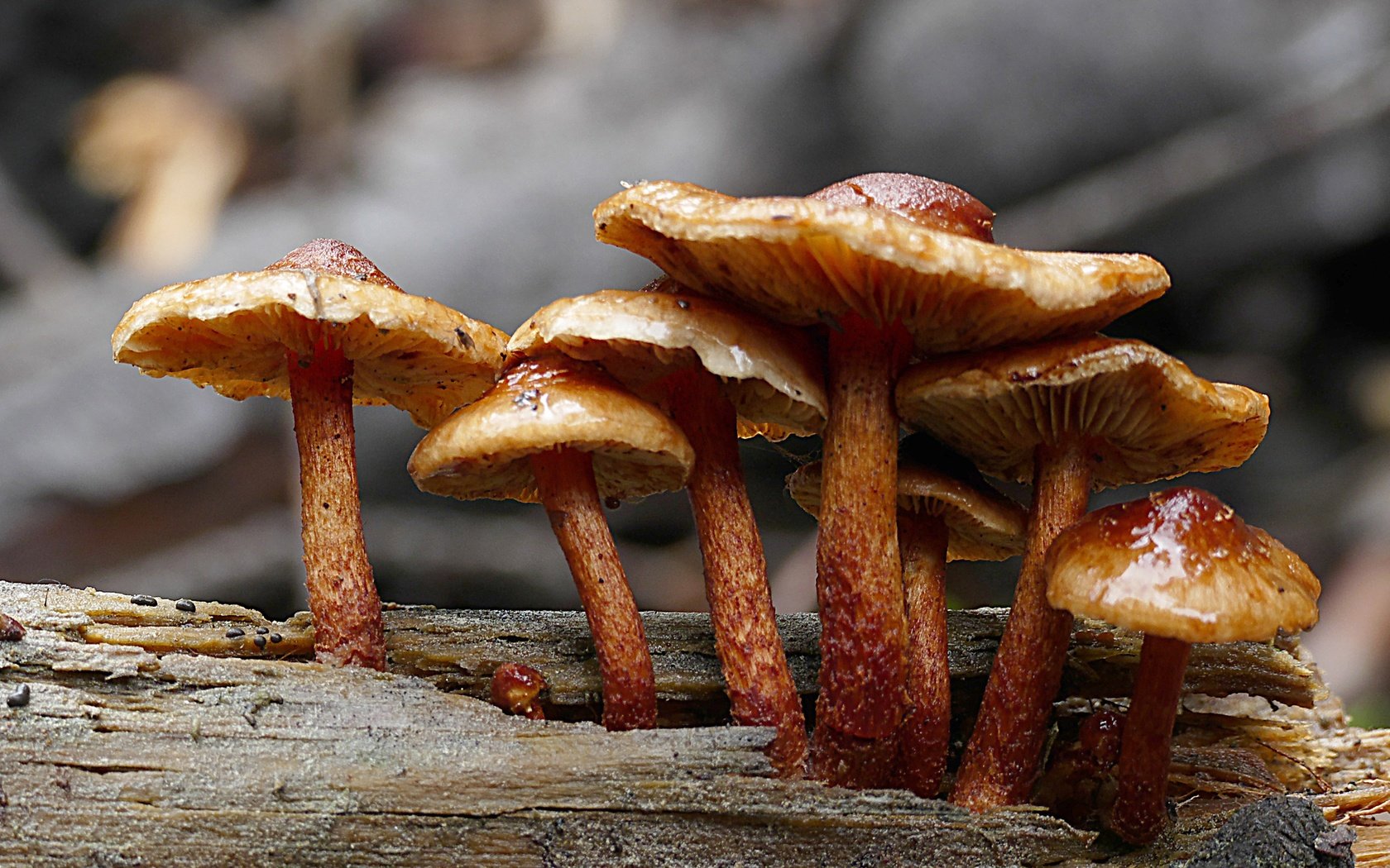 Обои грибы, семейка, ложноопёнок, ядовитые, mushrooms, family, lineopen, poisonous разрешение 3038x1949 Загрузить
