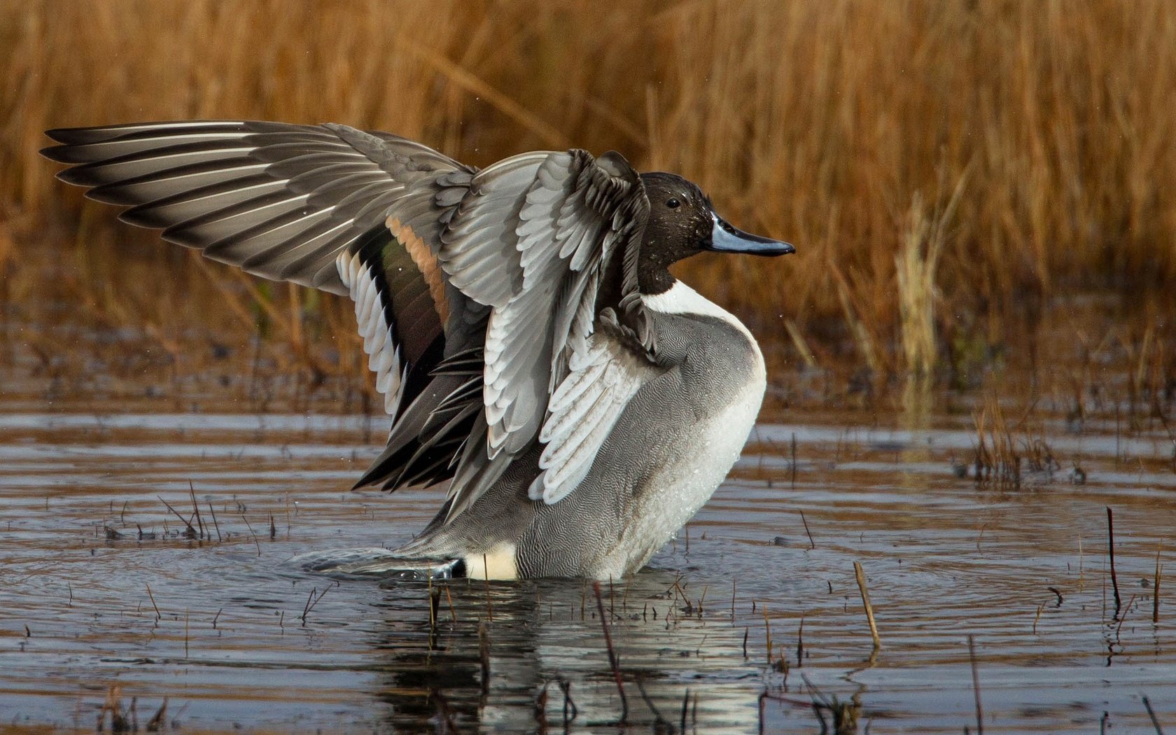 Обои крылья, водоем, птица, клюв, перья, утка, шилохвость, wings, pond, bird, beak, feathers, duck, pintail разрешение 2048x1152 Загрузить