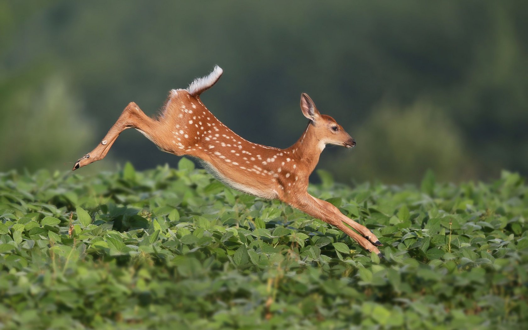 Обои растения, олень, прыжок, олененок, белохвостый олень, plants, deer, jump, fawn, white-tailed deer разрешение 2048x1365 Загрузить