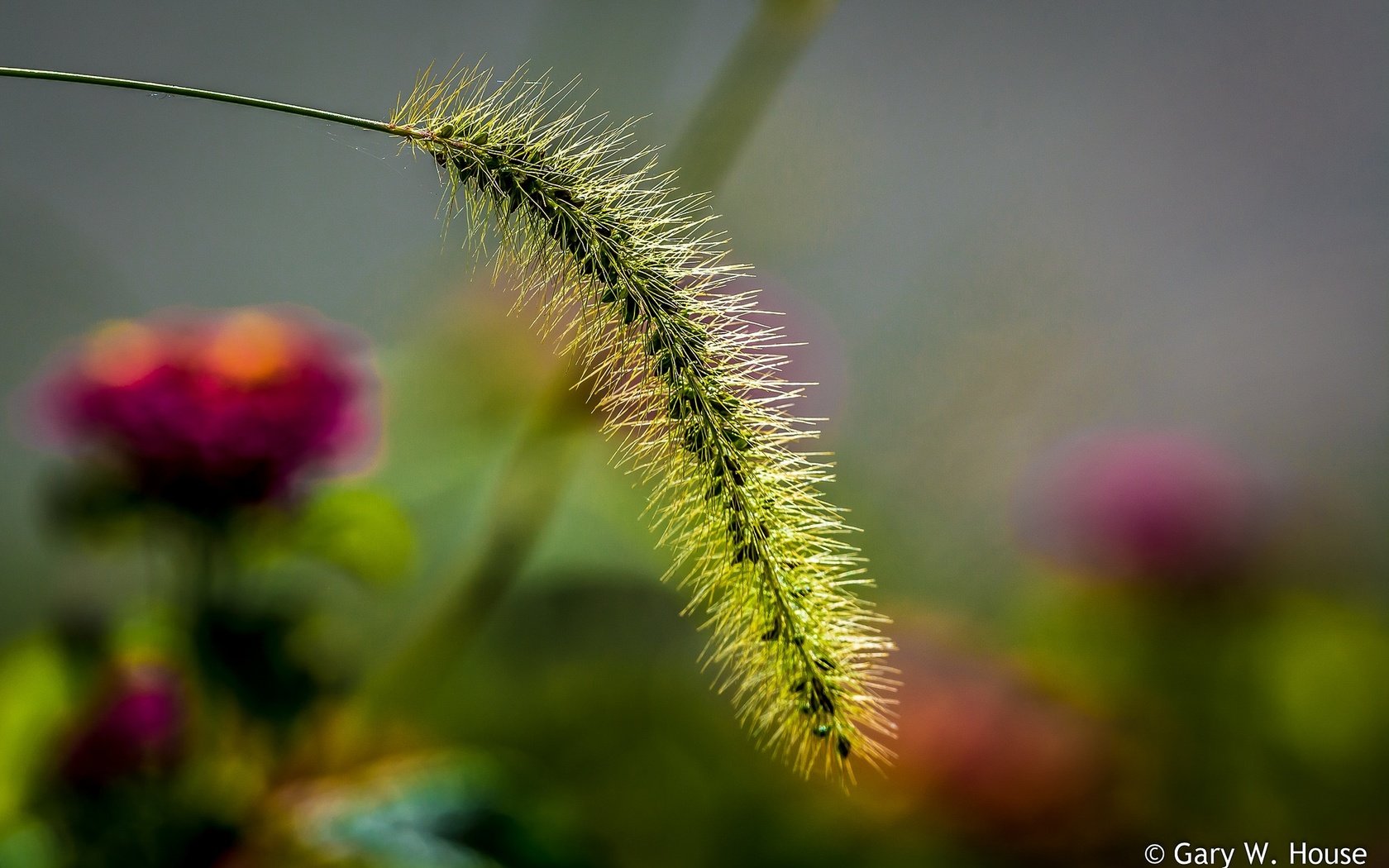 Обои природа, макро, колосок, боке, травинка, nature, macro, spike, bokeh, a blade of grass разрешение 2048x1323 Загрузить