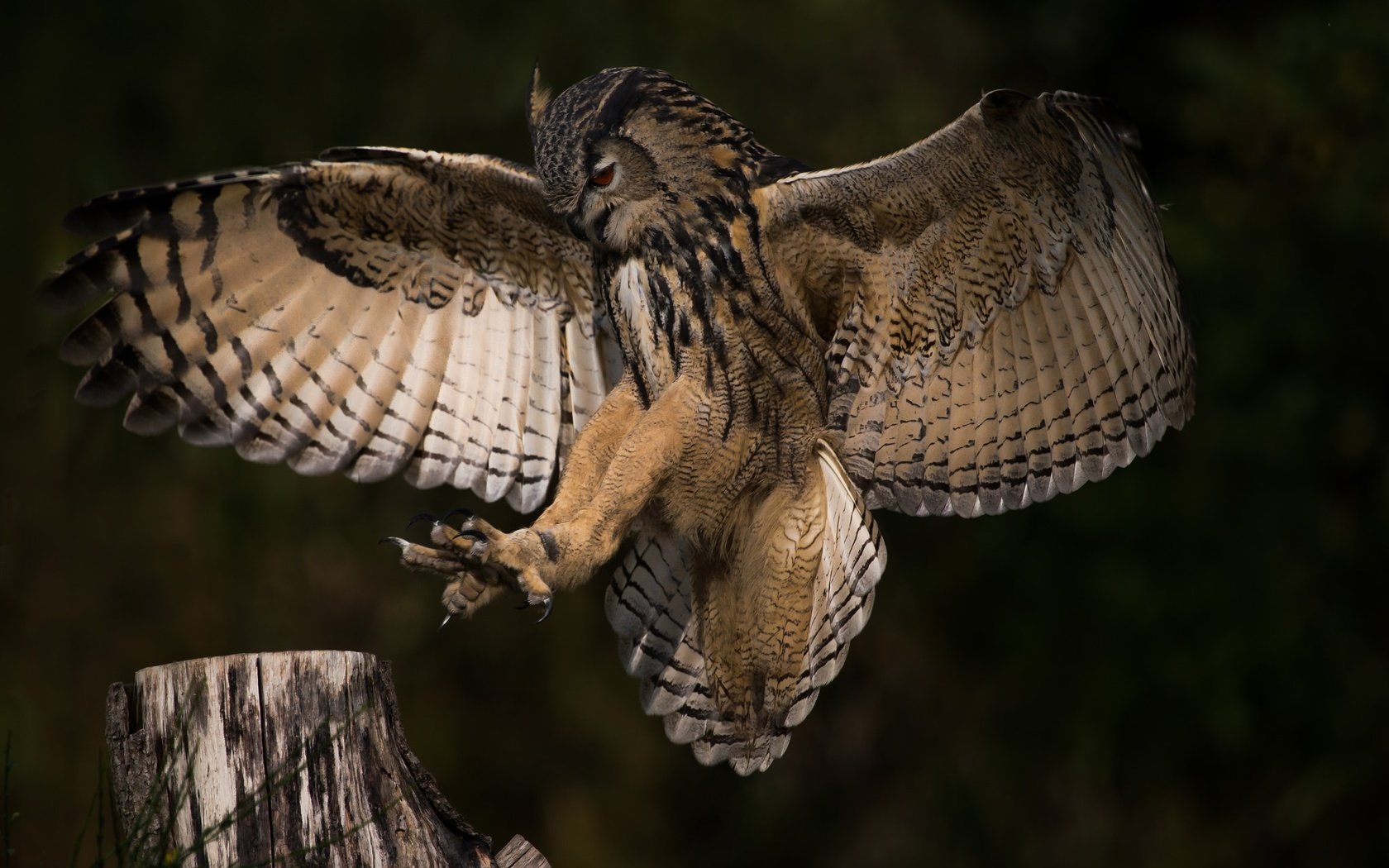 Обои сова, природа, полет, крылья, профиль, птица, owl, nature, flight, wings, profile, bird разрешение 2048x1365 Загрузить