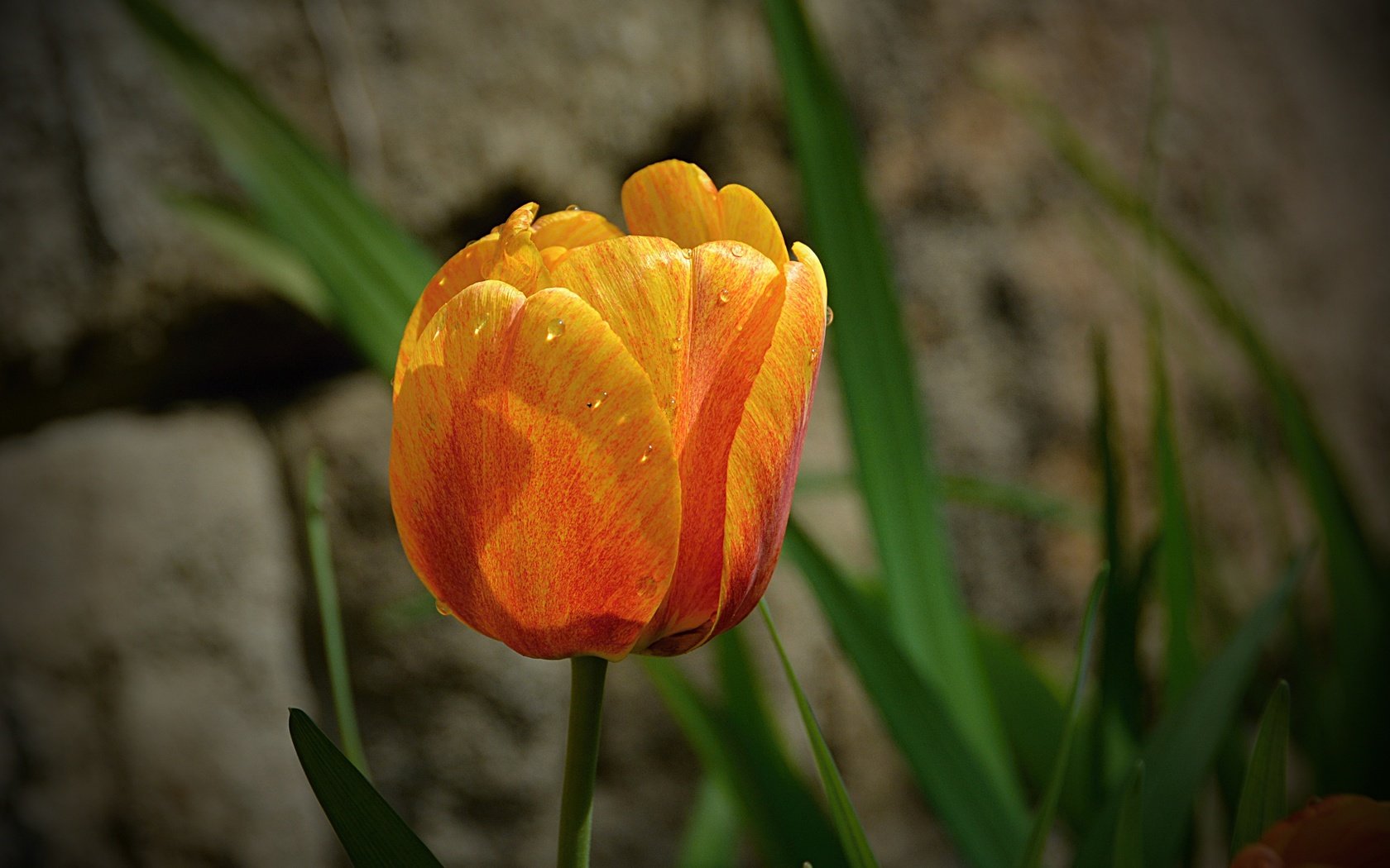 Обои цветок, капли, лепестки, весна, тюльпан, flower, drops, petals, spring, tulip разрешение 4884x3185 Загрузить