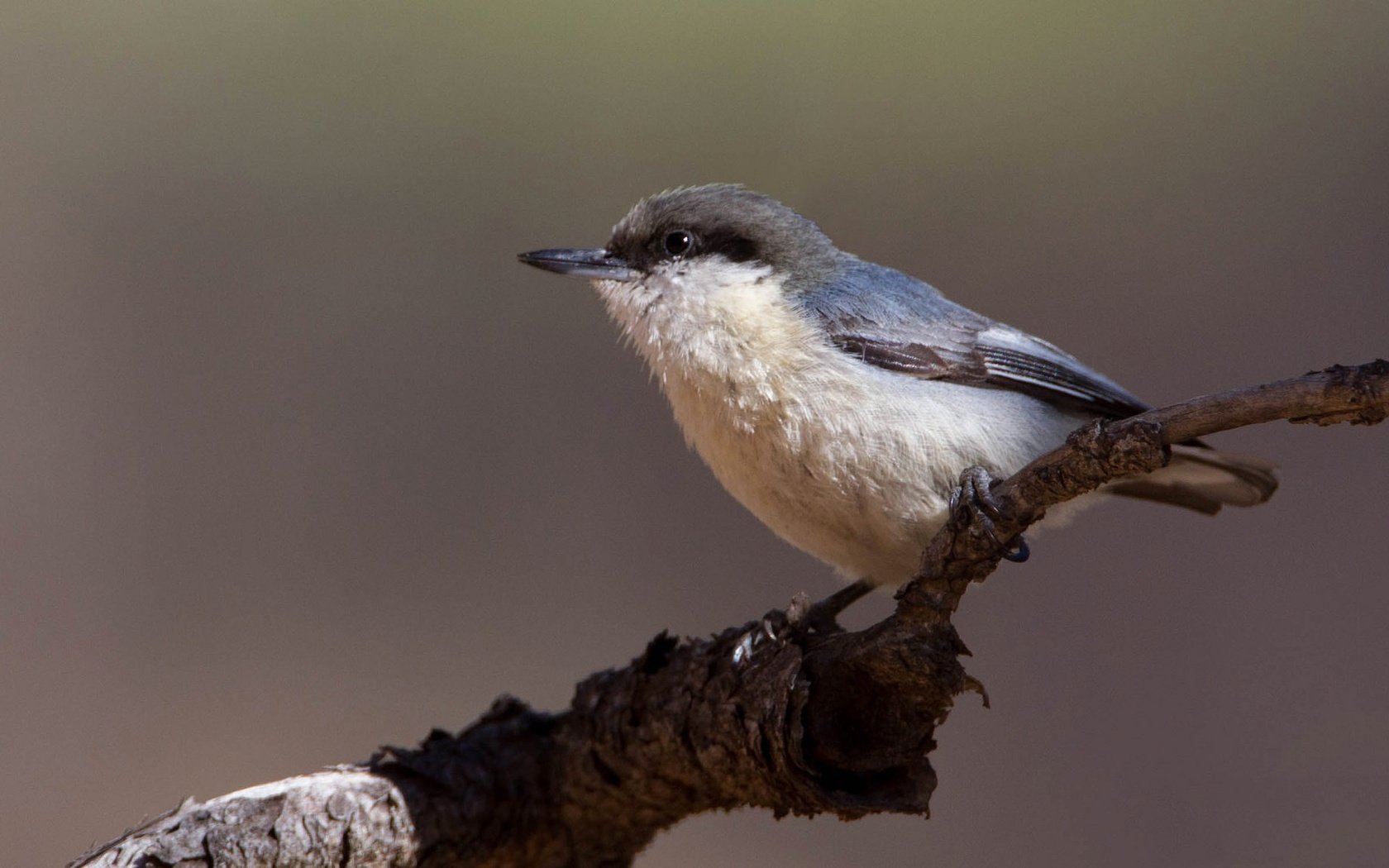 Обои ветка, птица, клюв, поползень, поползень-крошка, branch, bird, beak, nuthatch, nuthatch-baby разрешение 2048x1152 Загрузить