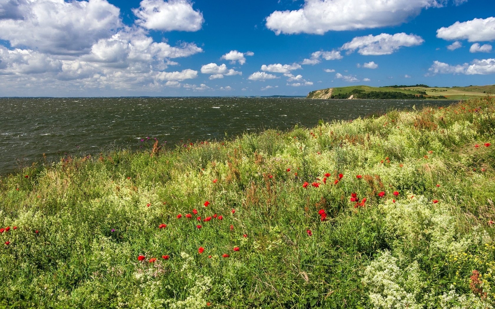 Обои небо, цветы, облака, берег, море, the sky, flowers, clouds, shore, sea разрешение 1920x1080 Загрузить