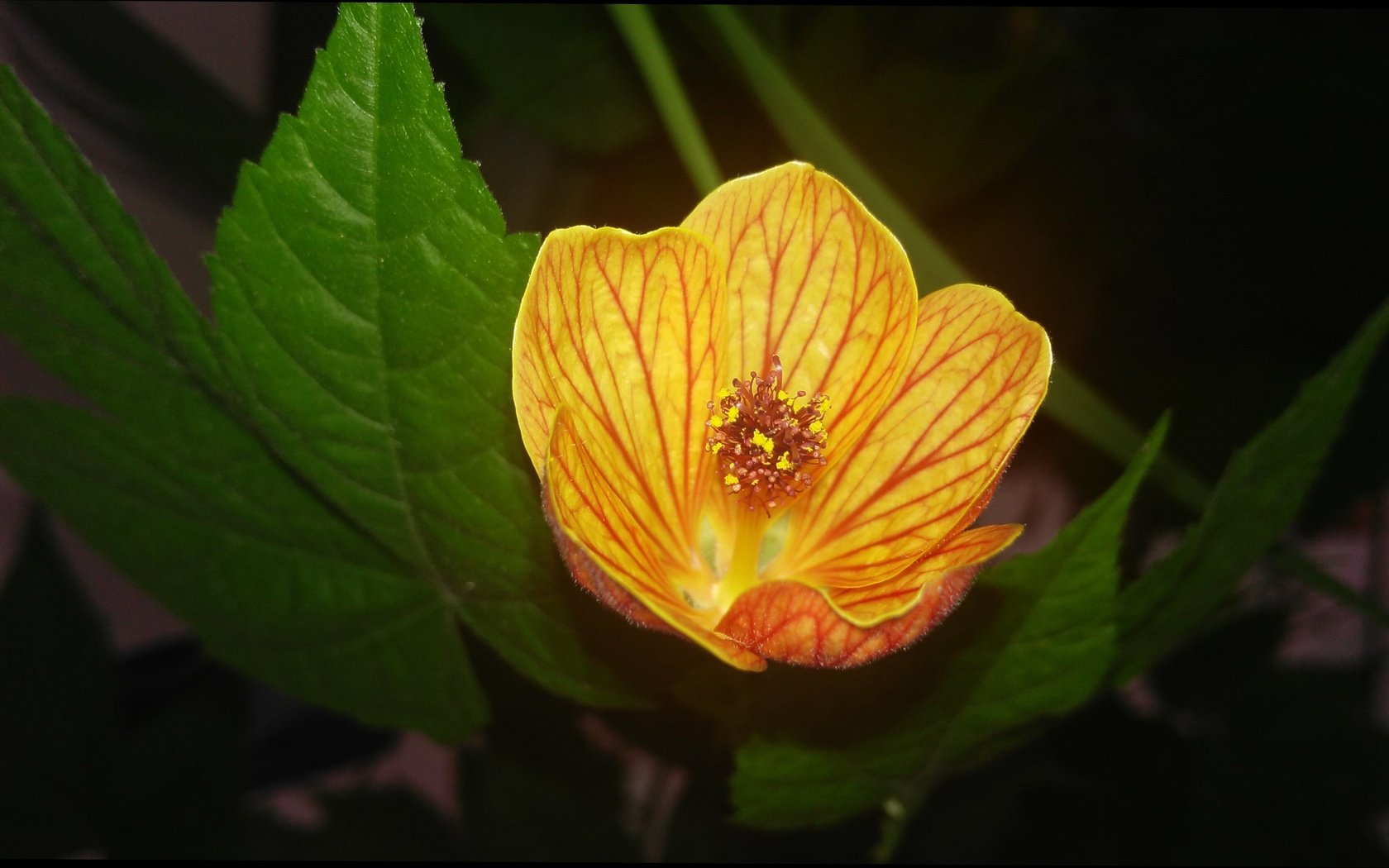 Обои листья, цветок, лепестки, абутилон, комнатный клен, leaves, flower, petals, abutilon, maple room разрешение 4110x2329 Загрузить