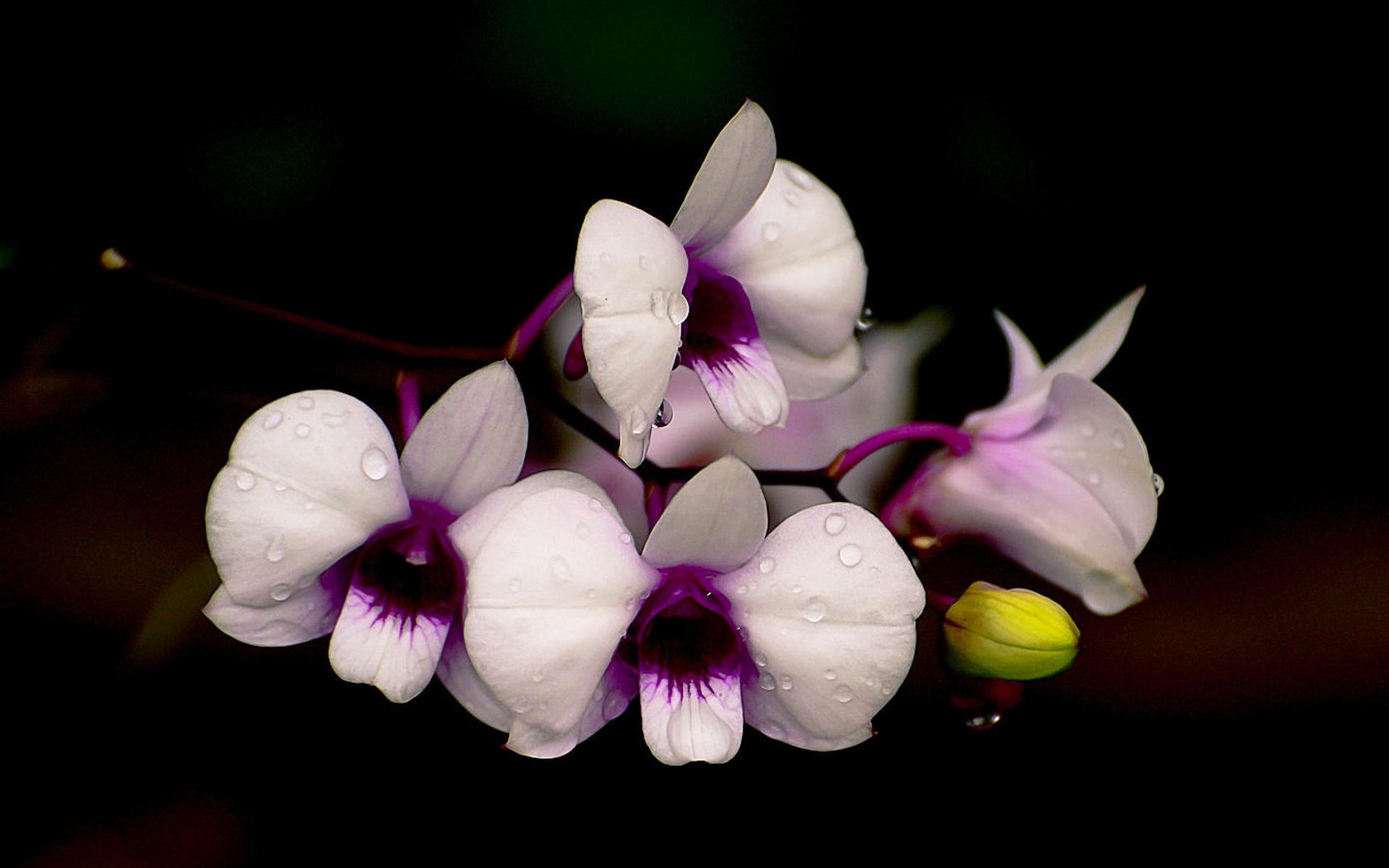 Обои цветы, капли, лепестки, черный фон, орхидеи, орхидею, pisoot wangsutthapiti, flowers, drops, petals, black background, orchids, orchid разрешение 1920x1380 Загрузить