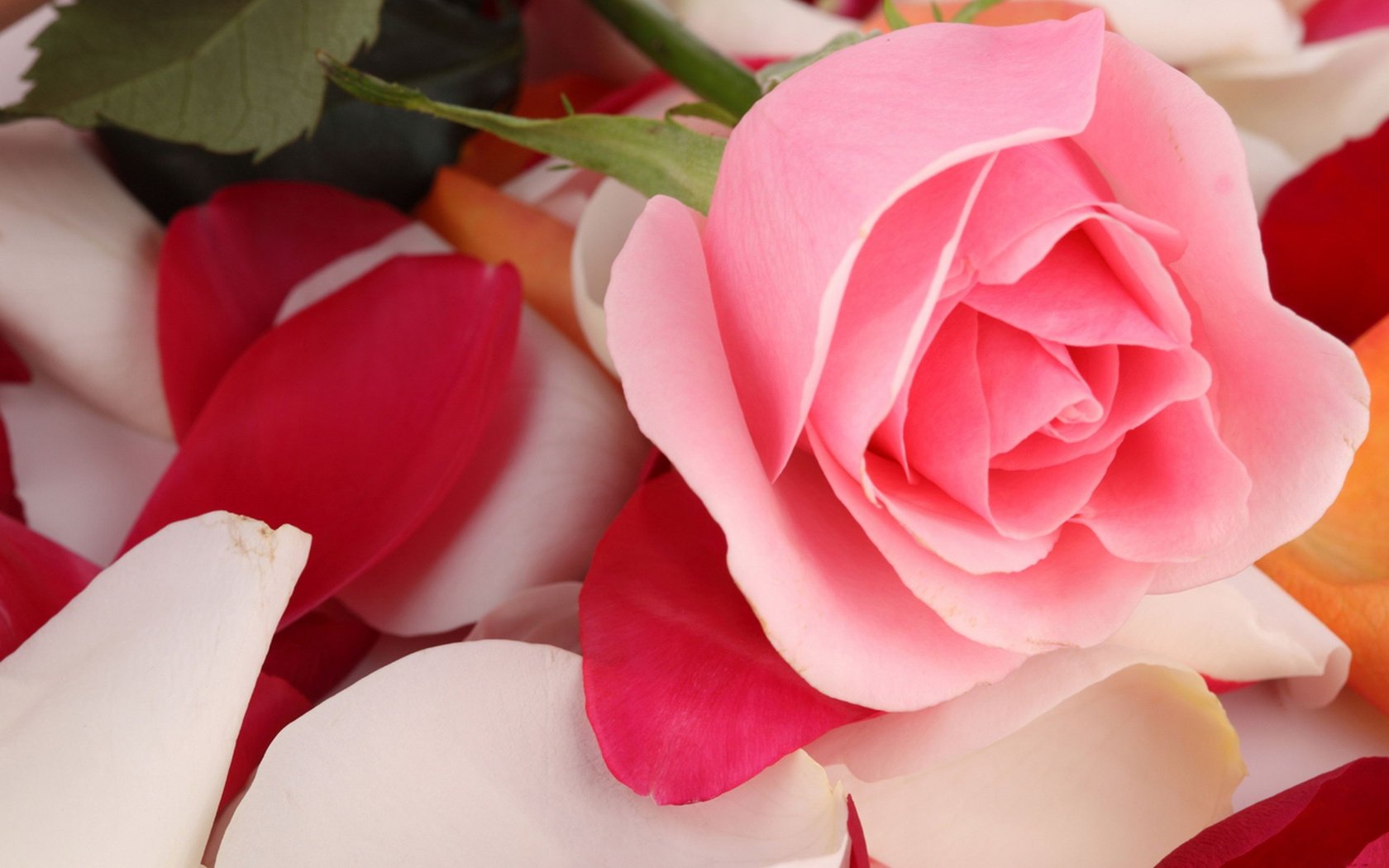 Обои цветок, роза, лепестки, бутон, flower, rose, petals, bud разрешение 2560x1600 Загрузить