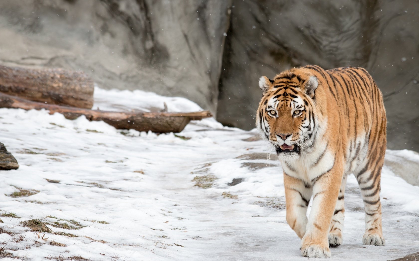 Обои тигр, морда, снег, взгляд, хищник, дикая кошка, амурский, tiger, face, snow, look, predator, wild cat, amur разрешение 3000x2000 Загрузить