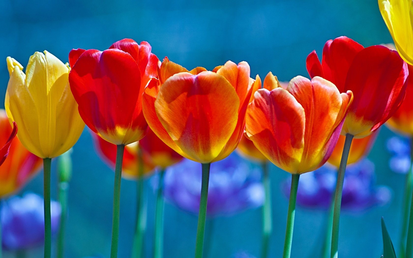Обои цветы, бутоны, лепестки, весна, тюльпаны, стебли, flowers, buds, petals, spring, tulips, stems разрешение 3000x2226 Загрузить