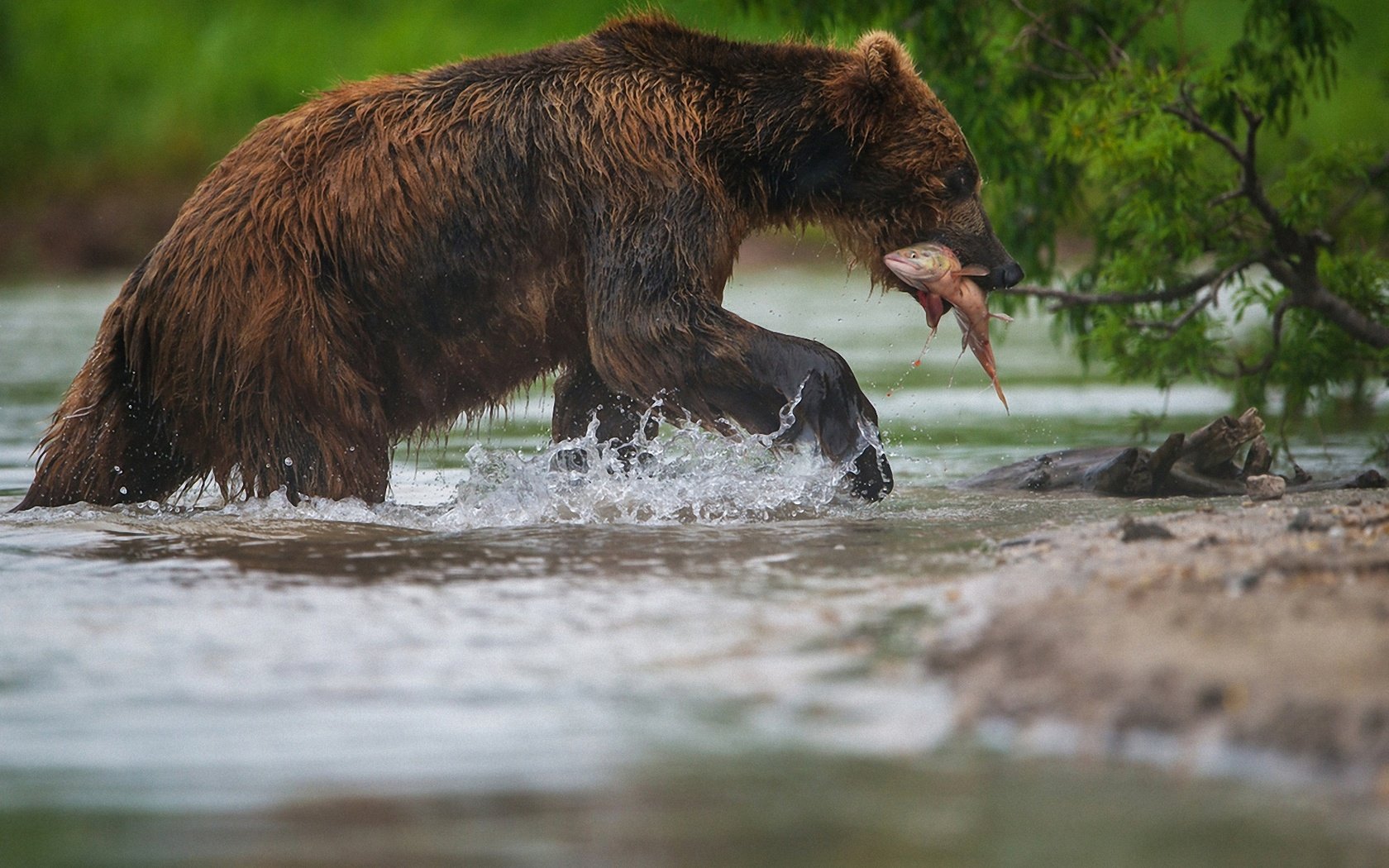 Обои морда, вода, лапы, медведь, рыба, рыбалка, александр маркелов, face, water, paws, bear, fish, fishing, alexander markelov разрешение 1920x1280 Загрузить