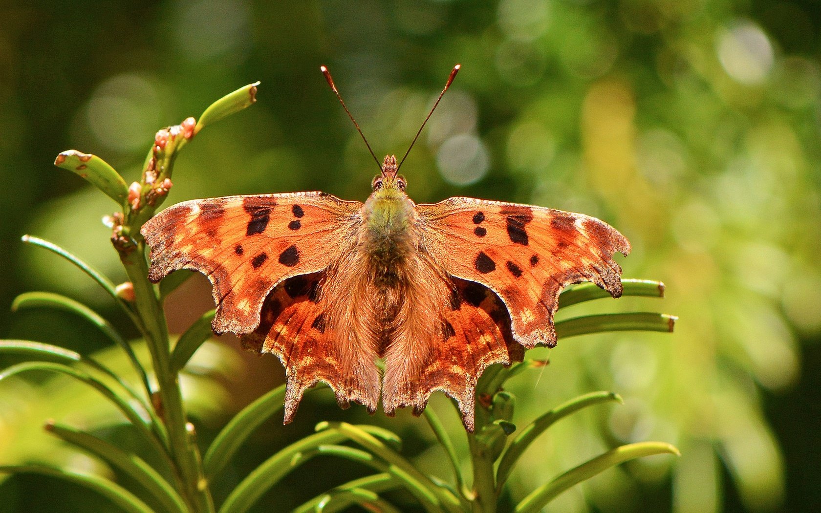 Обои растения, насекомое, бабочка, крылья, боке, нимфалида, polygonia comma, plants, insect, butterfly, wings, bokeh, nymphalid разрешение 2048x1365 Загрузить