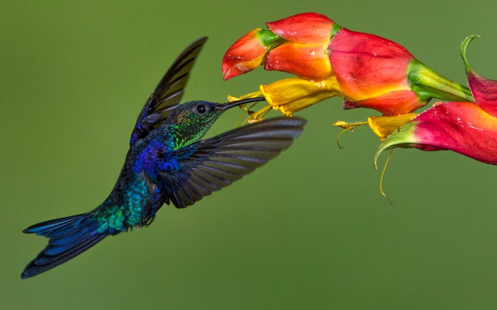 Обои цветок, крылья, птица, клюв, колибри, колибри-талурания, flower, wings, bird, beak, hummingbird, hummingbird-thalurania разрешение 2048x1268 Загрузить