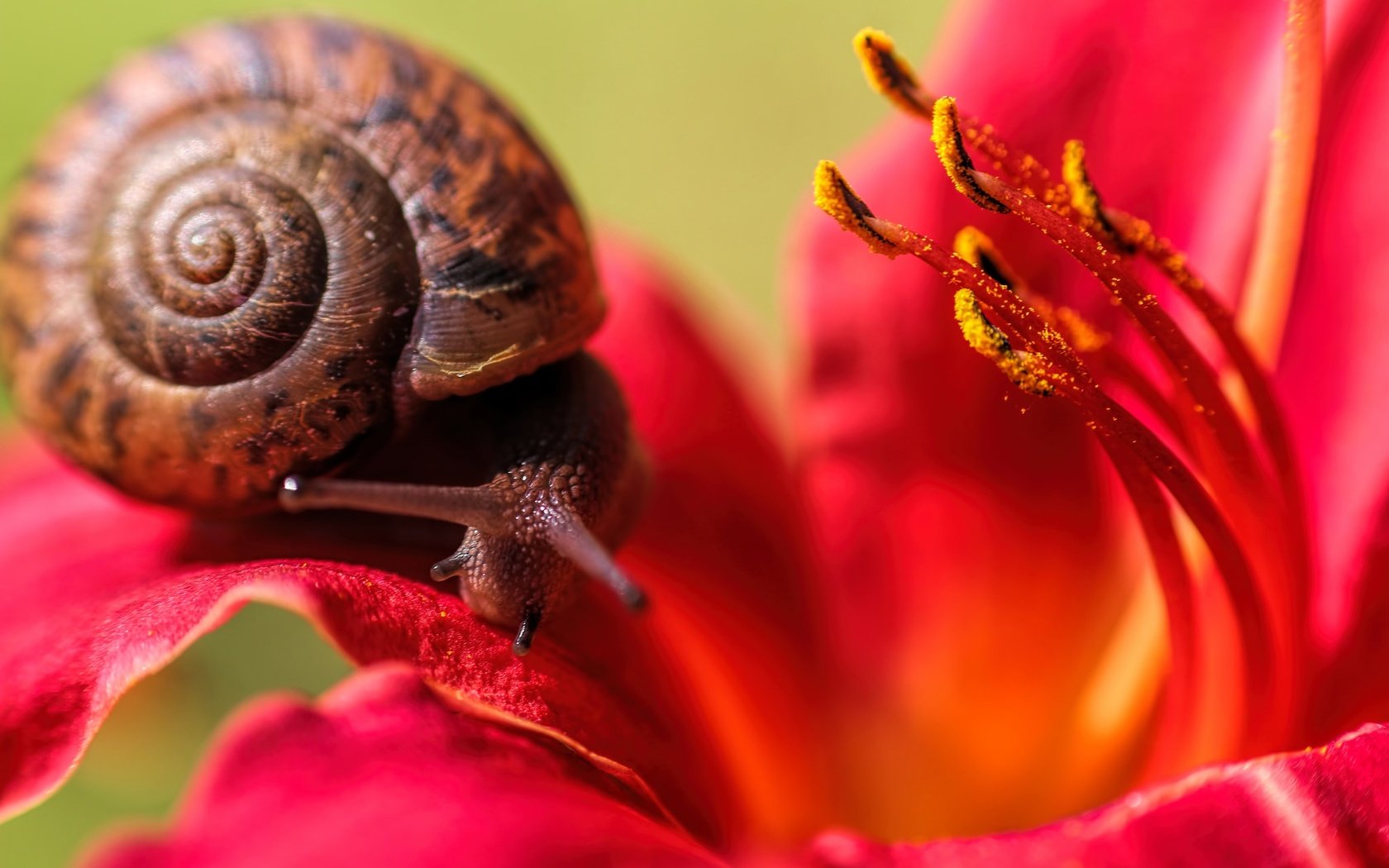 Обои цветок, лепестки, лилия, ползет, усики, улитка, flower, petals, lily, crawling, antennae, snail разрешение 2048x1365 Загрузить