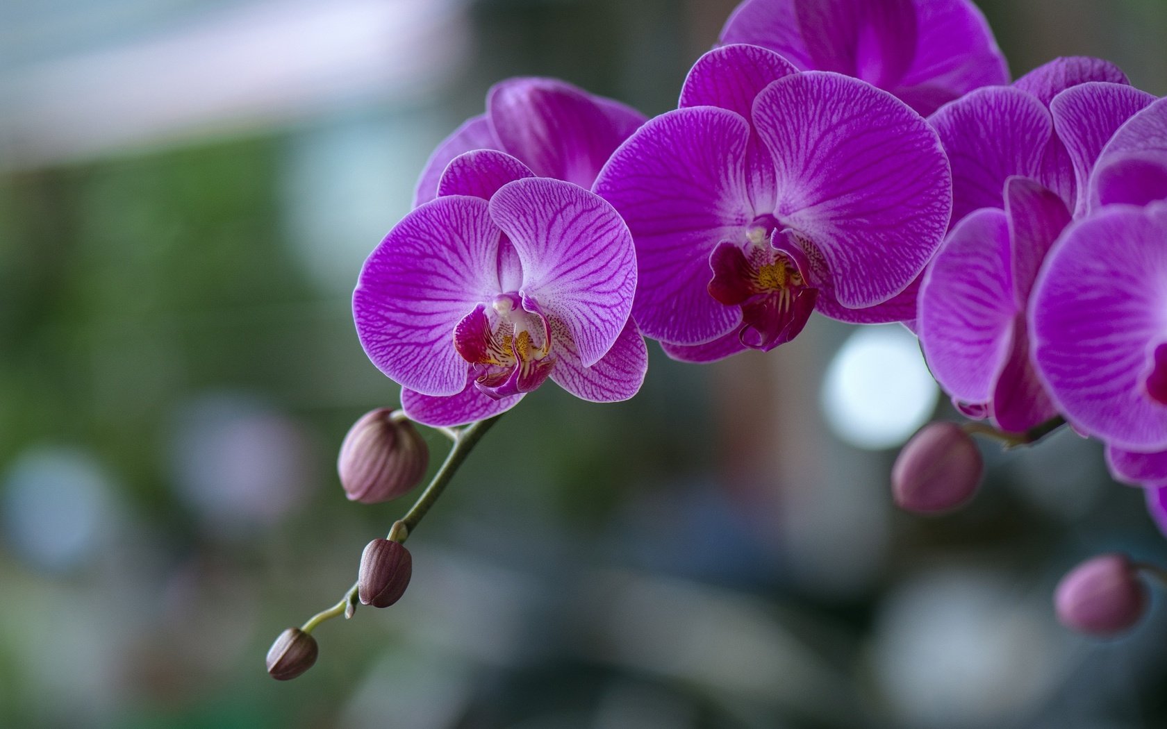 Обои цветы, цветение, орхидеи,  цветы, фаленопсис, flowers, flowering, orchids, phalaenopsis разрешение 2048x1365 Загрузить