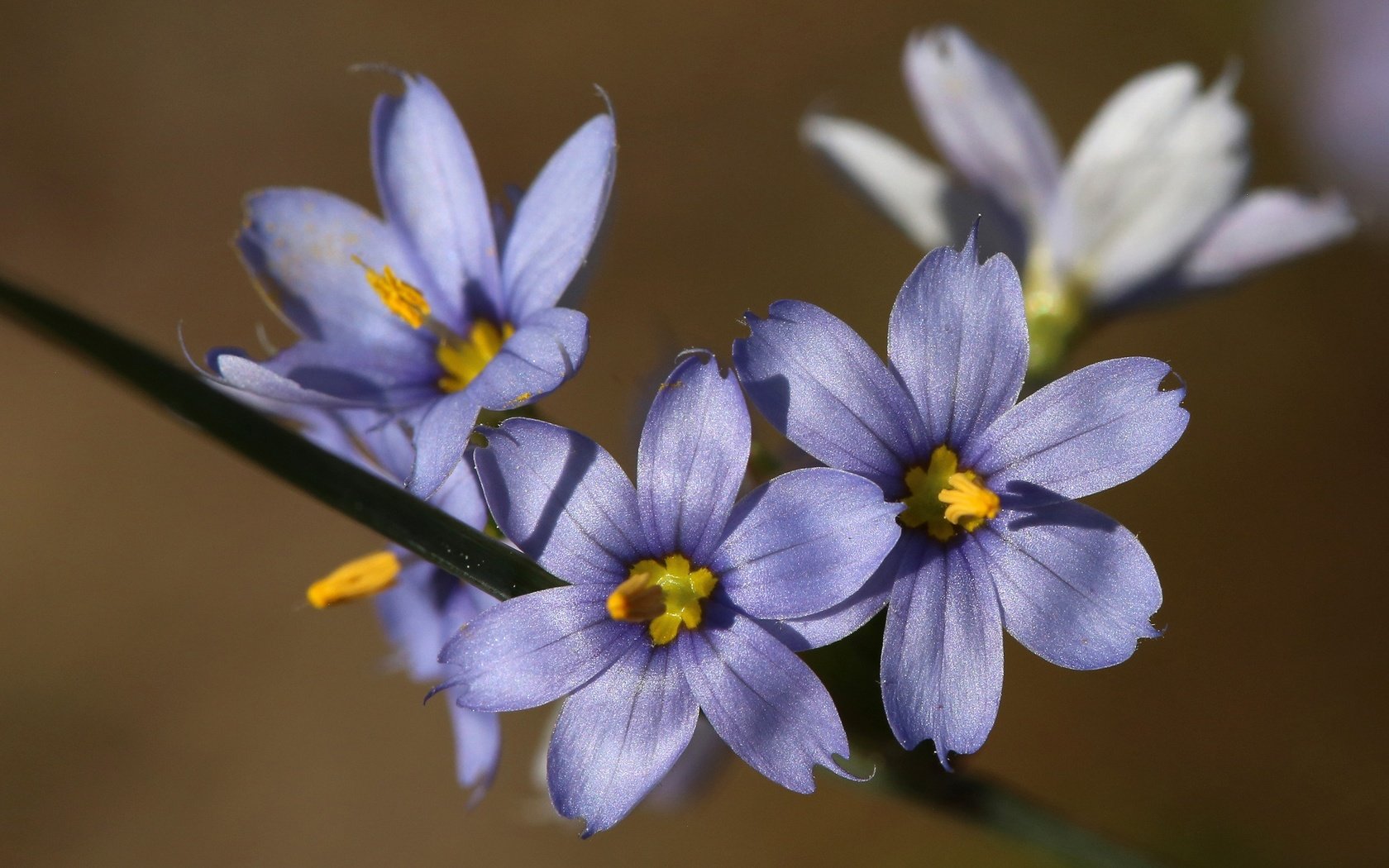 Обои цветы, макро, фон, размытость, сиреневые, голубоглазка, flowers, macro, background, blur, lilac, blue eyes разрешение 2048x1365 Загрузить