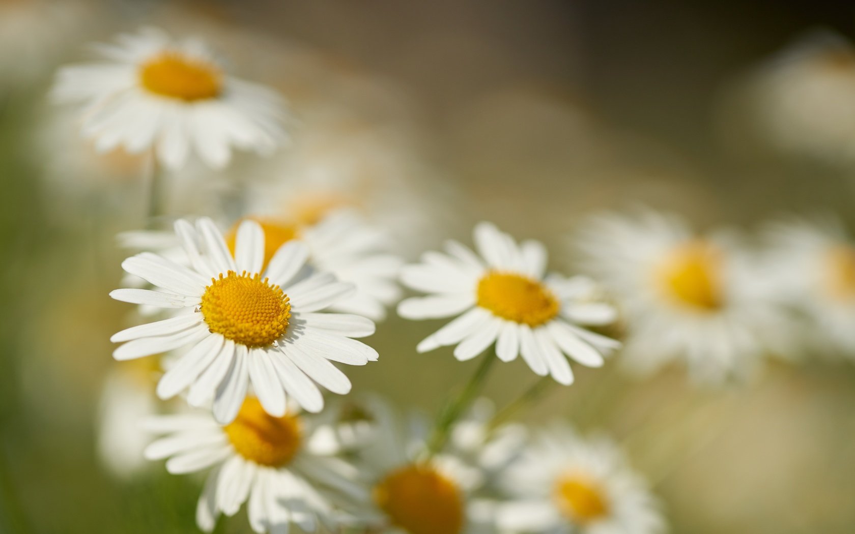 Обои цветы, макро, лепестки, размытость, ромашки, боке, flowers, macro, petals, blur, chamomile, bokeh разрешение 7631x5090 Загрузить