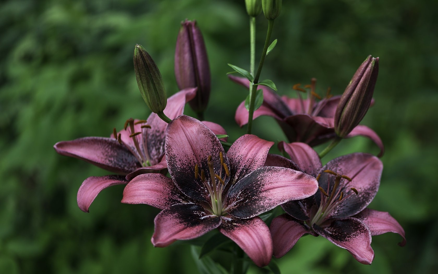 Обои цветы, фон, лепестки, размытость, лилии, flowers, background, petals, blur, lily разрешение 2048x1492 Загрузить