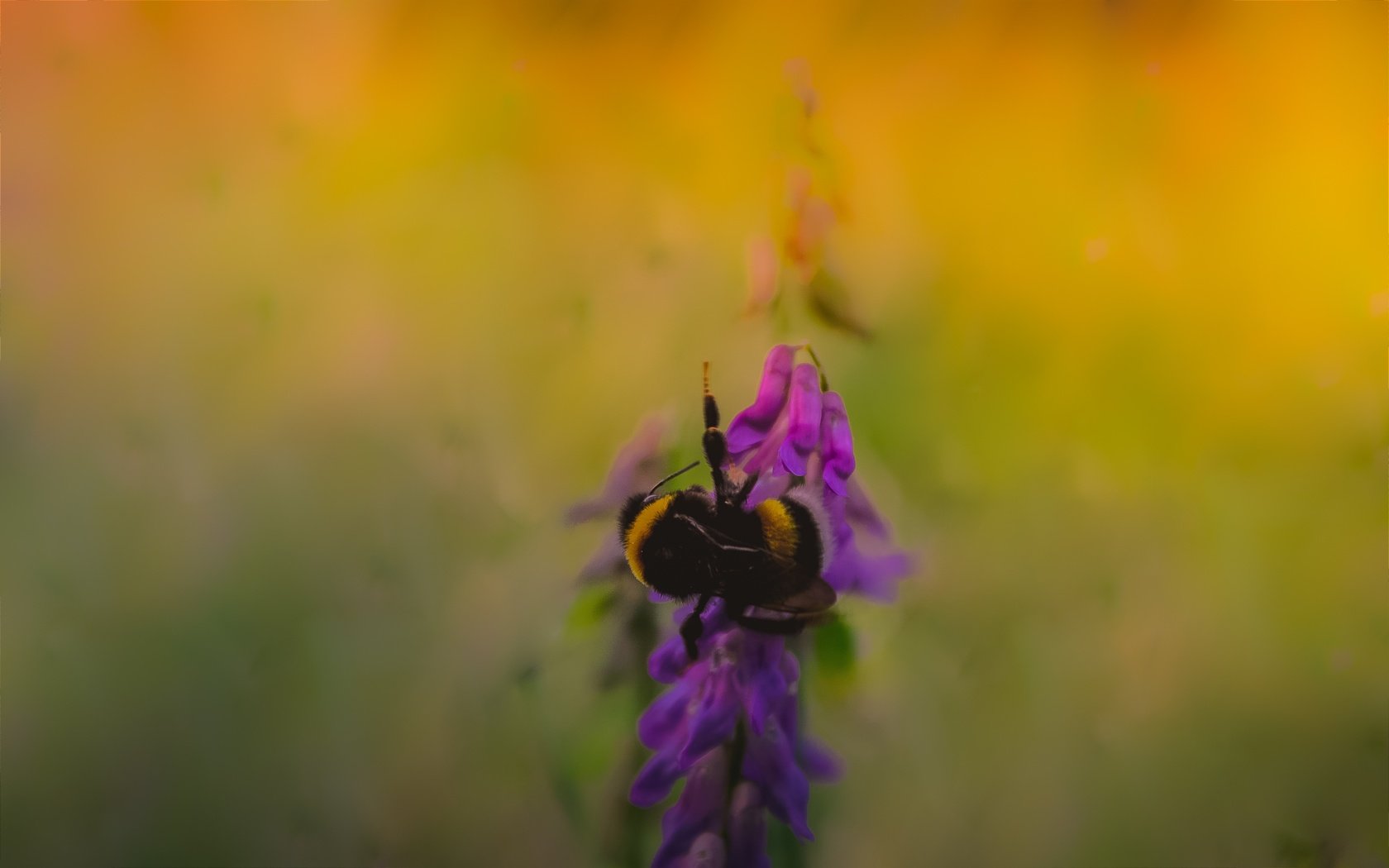 Обои насекомое, фон, размытость, растение, пчела, insect, background, blur, plant, bee разрешение 2798x1749 Загрузить