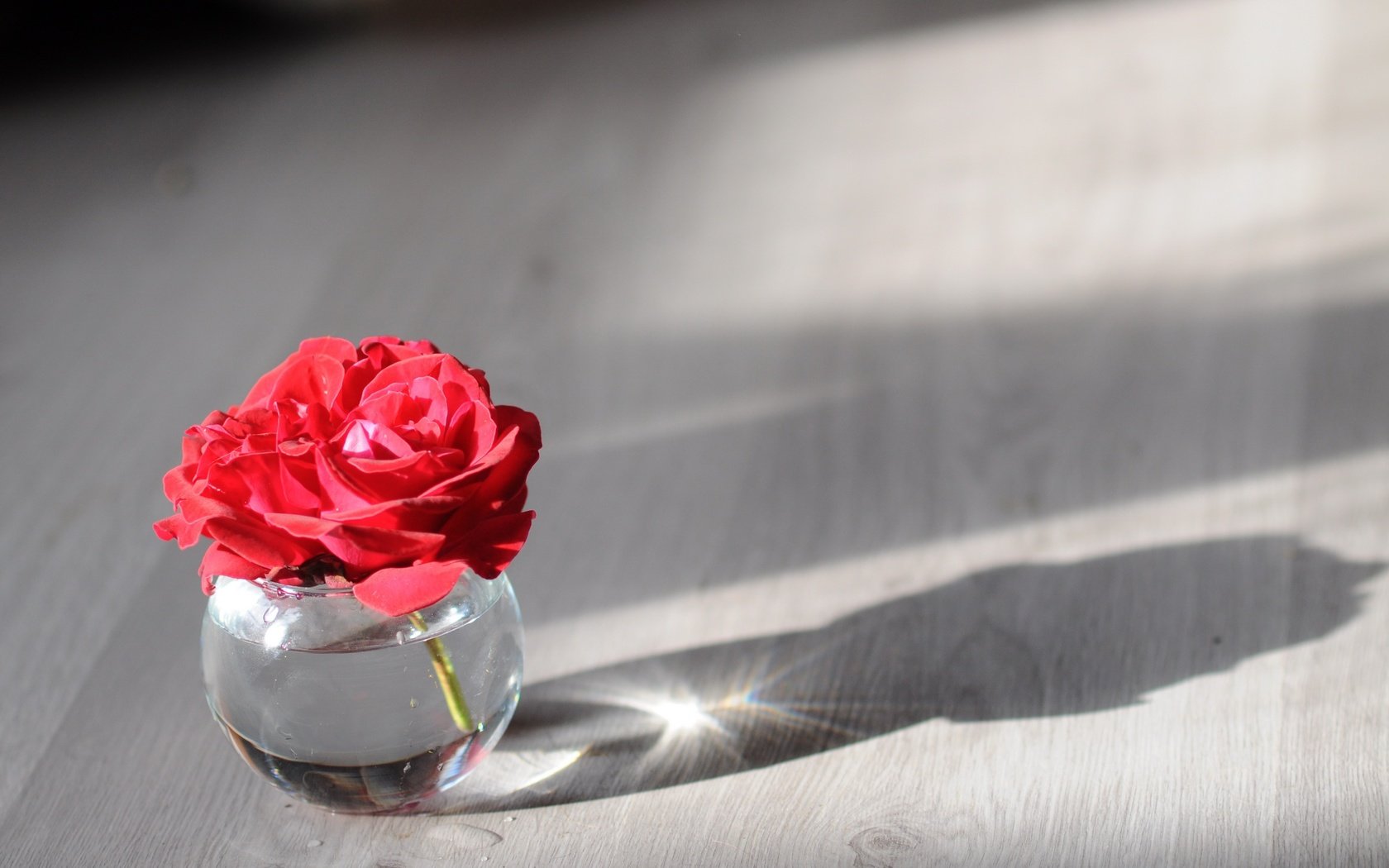 Обои фон, цветок, роза, лепестки, бутон, банка, background, flower, rose, petals, bud, bank разрешение 2560x1700 Загрузить