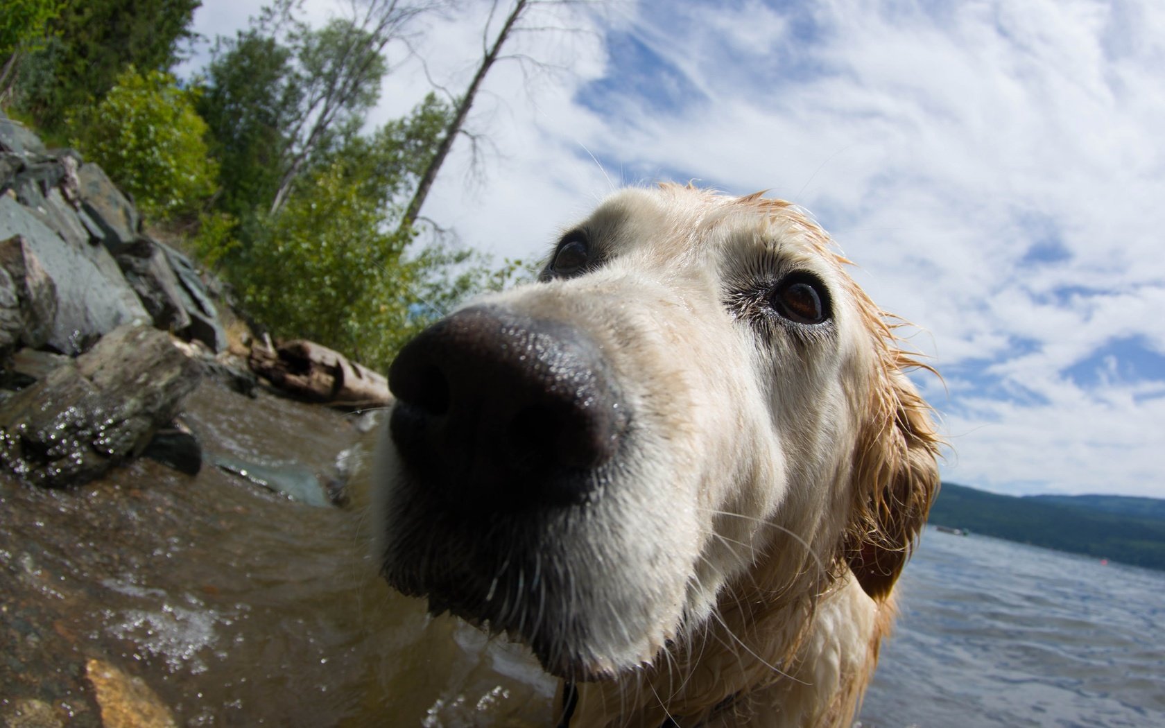 Обои вода, фон, собака, друг, нос, золотистый ретривер, water, background, dog, each, nose, golden retriever разрешение 2048x1362 Загрузить