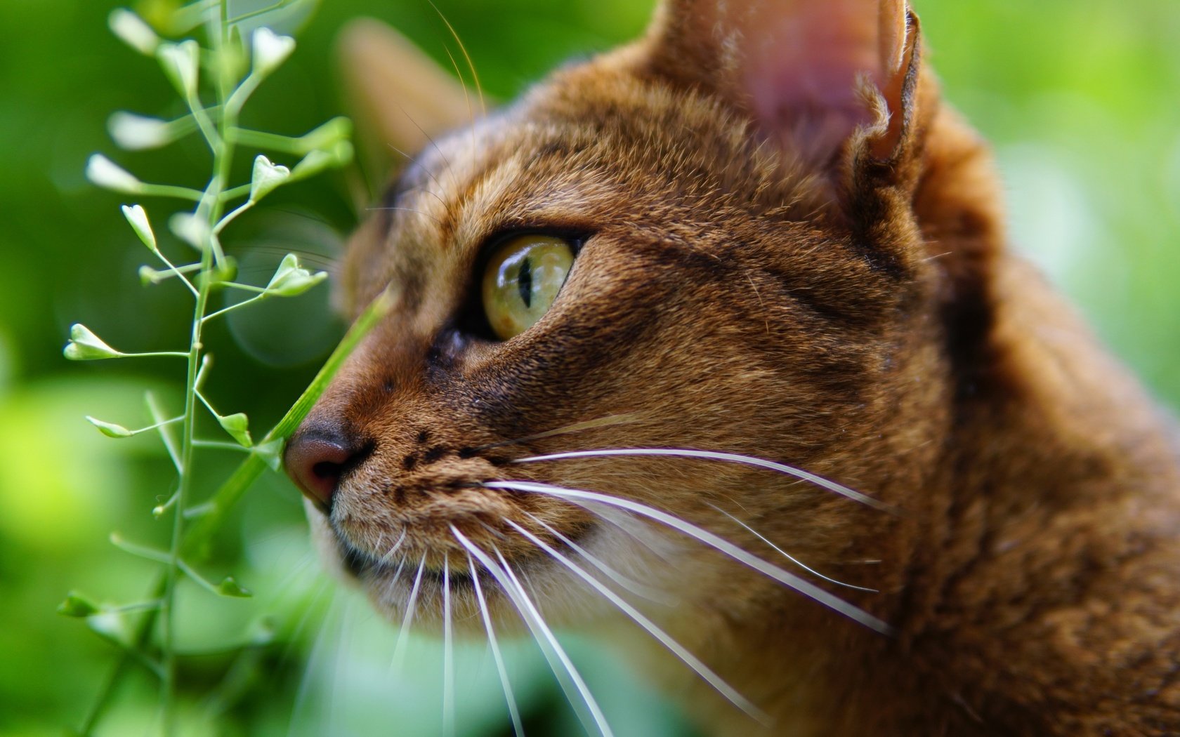 Обои глаза, фон, кот, мордочка, усы, кошка, взгляд, профиль, растение, plant, eyes, background, cat, muzzle, mustache, look, profile разрешение 6000x4000 Загрузить