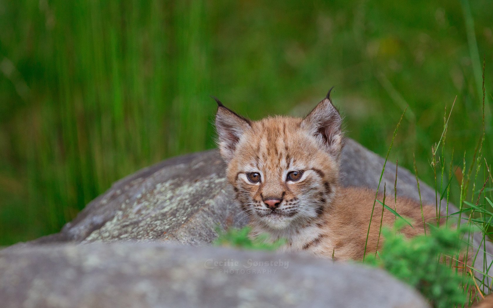 Обои трава, рысь, камень, отдых, малыш, grass, lynx, stone, stay, baby разрешение 2048x1152 Загрузить