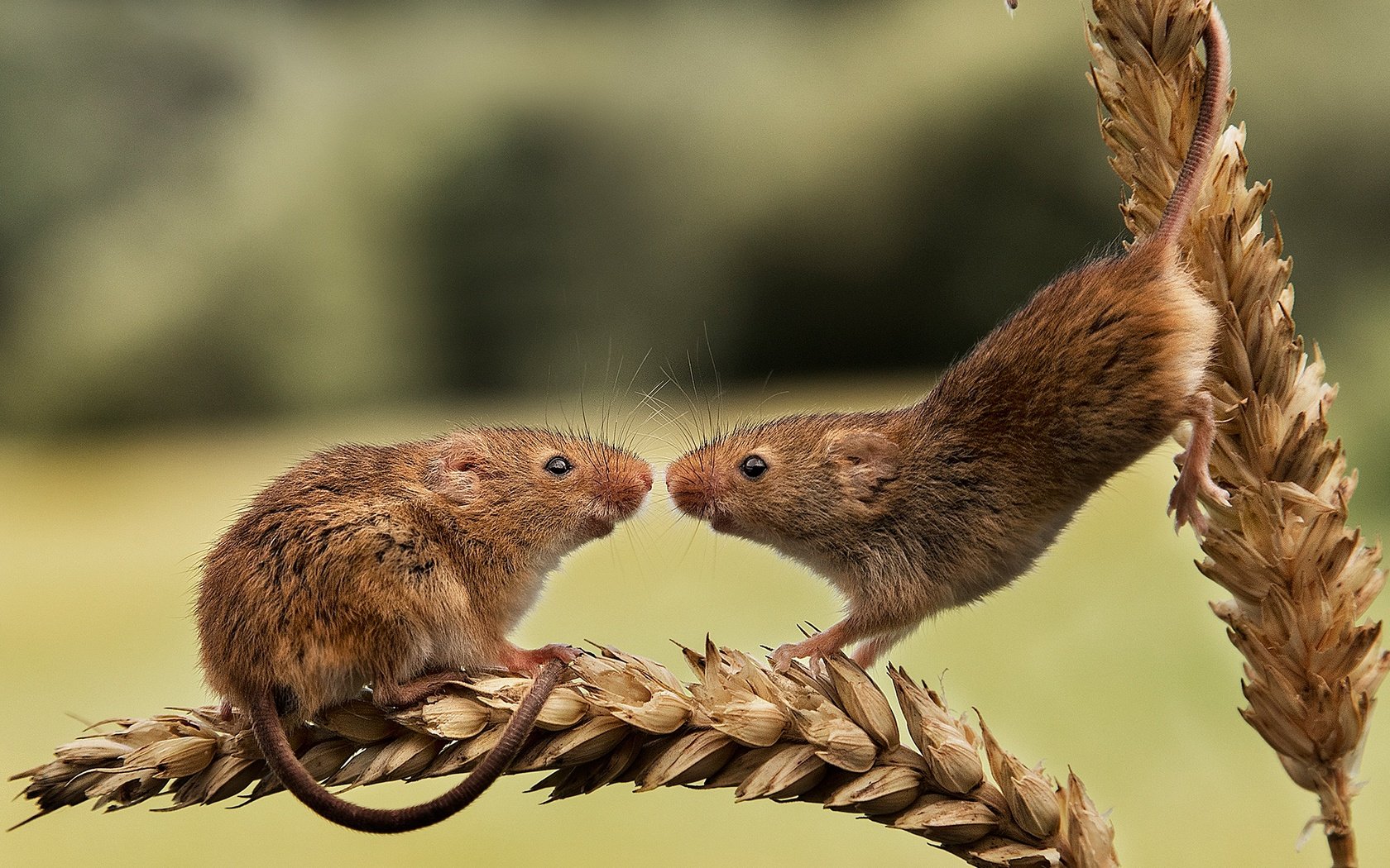 Обои колосья, пара, грызуны, мышки, harvest mouse, мышь-малютка, ears, pair, rodents, mouse, the mouse is tiny разрешение 2000x1641 Загрузить