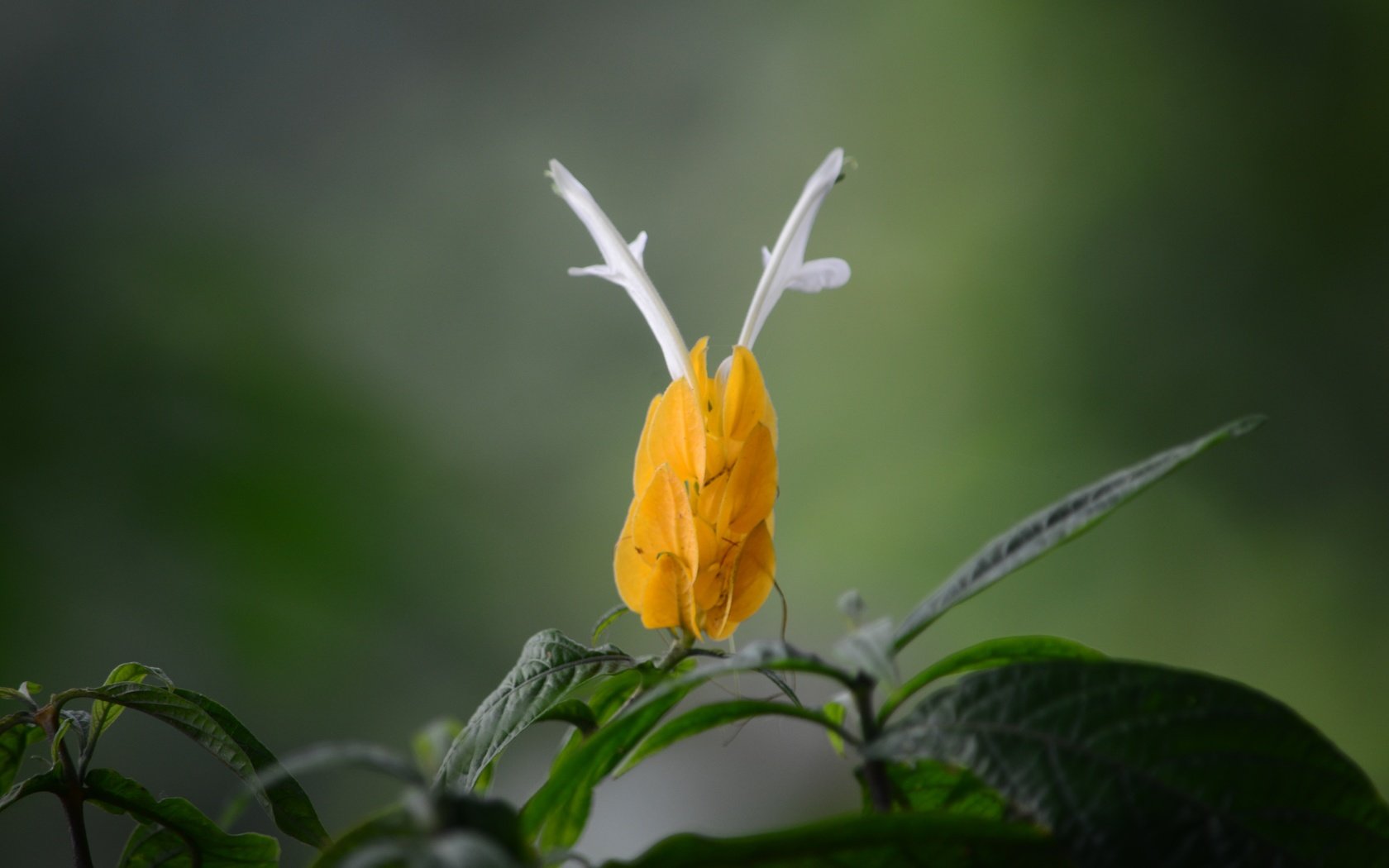 Обои желтый, листья, цветок, пахистахис, yellow, leaves, flower, pakistanis разрешение 4928x3264 Загрузить