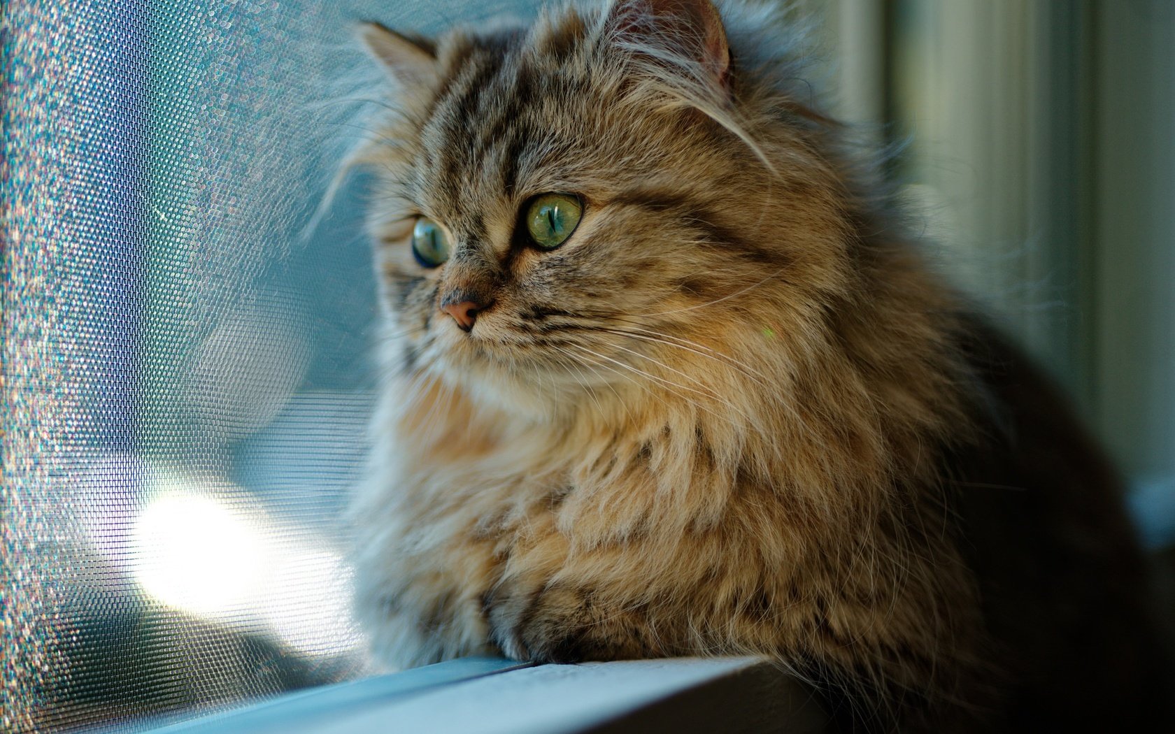 Обои кот, мордочка, усы, кошка, взгляд, окно, cat, muzzle, mustache, look, window разрешение 2048x1536 Загрузить