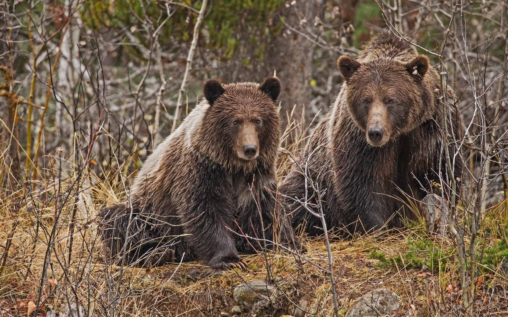 Обои лес, ветки, пара, медведи, forest, branches, pair, bears разрешение 4000x2702 Загрузить