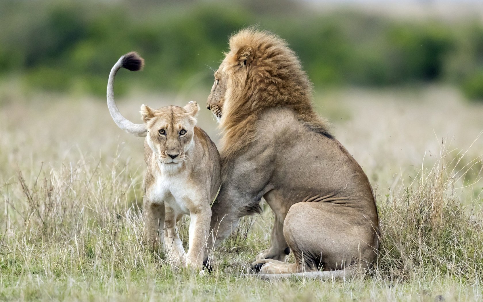 Обои морда, взгляд, хищник, лев, дикая природа, львица, дикая кошка, face, look, predator, leo, wildlife, lioness, wild cat разрешение 2500x1667 Загрузить