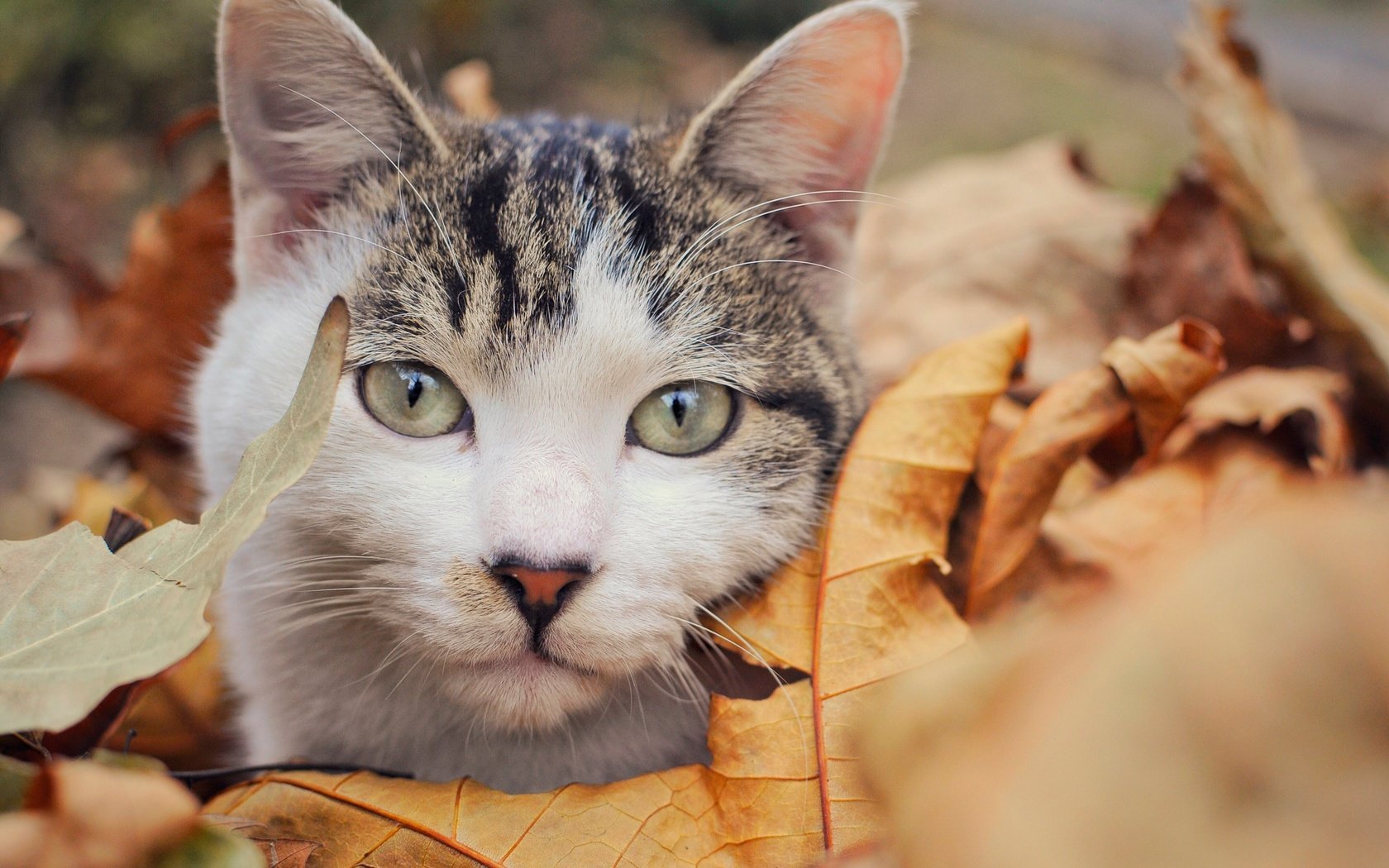 Обои листья, кот, мордочка, усы, кошка, взгляд, осень, leaves, cat, muzzle, mustache, look, autumn разрешение 2500x1661 Загрузить