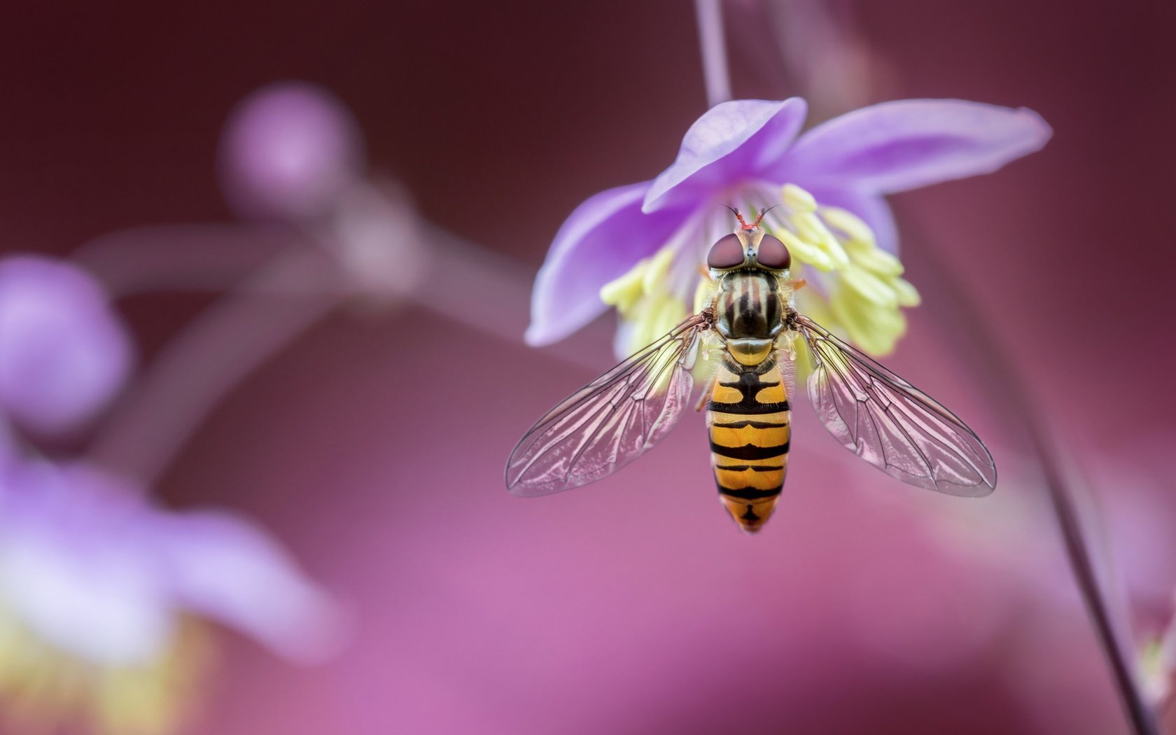 Обои макро, насекомое, цветок, размытость, муха, боке, журчалка, macro, insect, flower, blur, fly, bokeh, gorzalka разрешение 2048x1365 Загрузить