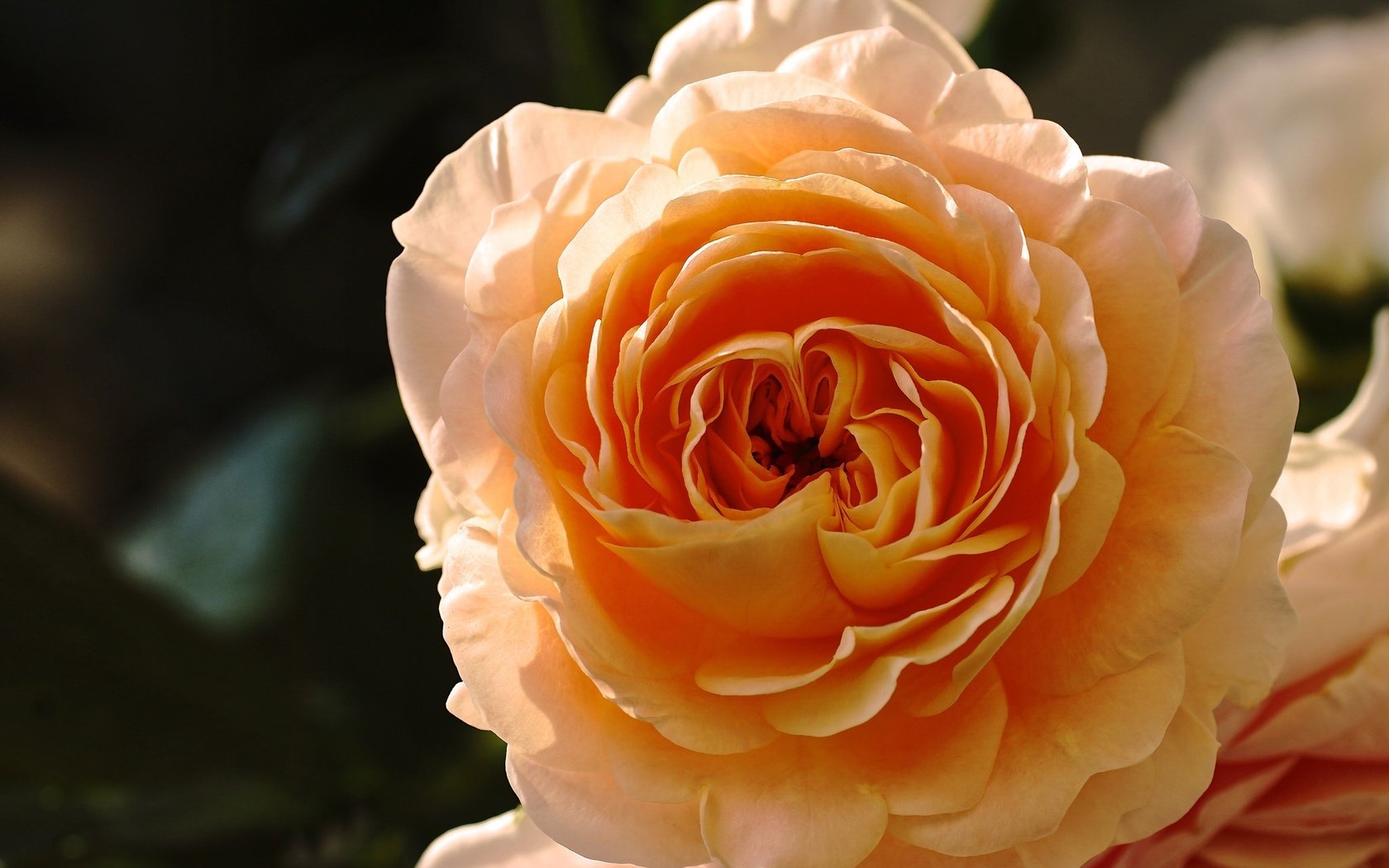 Обои макро, цветок, роза, лепестки, бутон, желтая роза, macro, flower, rose, petals, bud, yellow rose разрешение 2048x1368 Загрузить