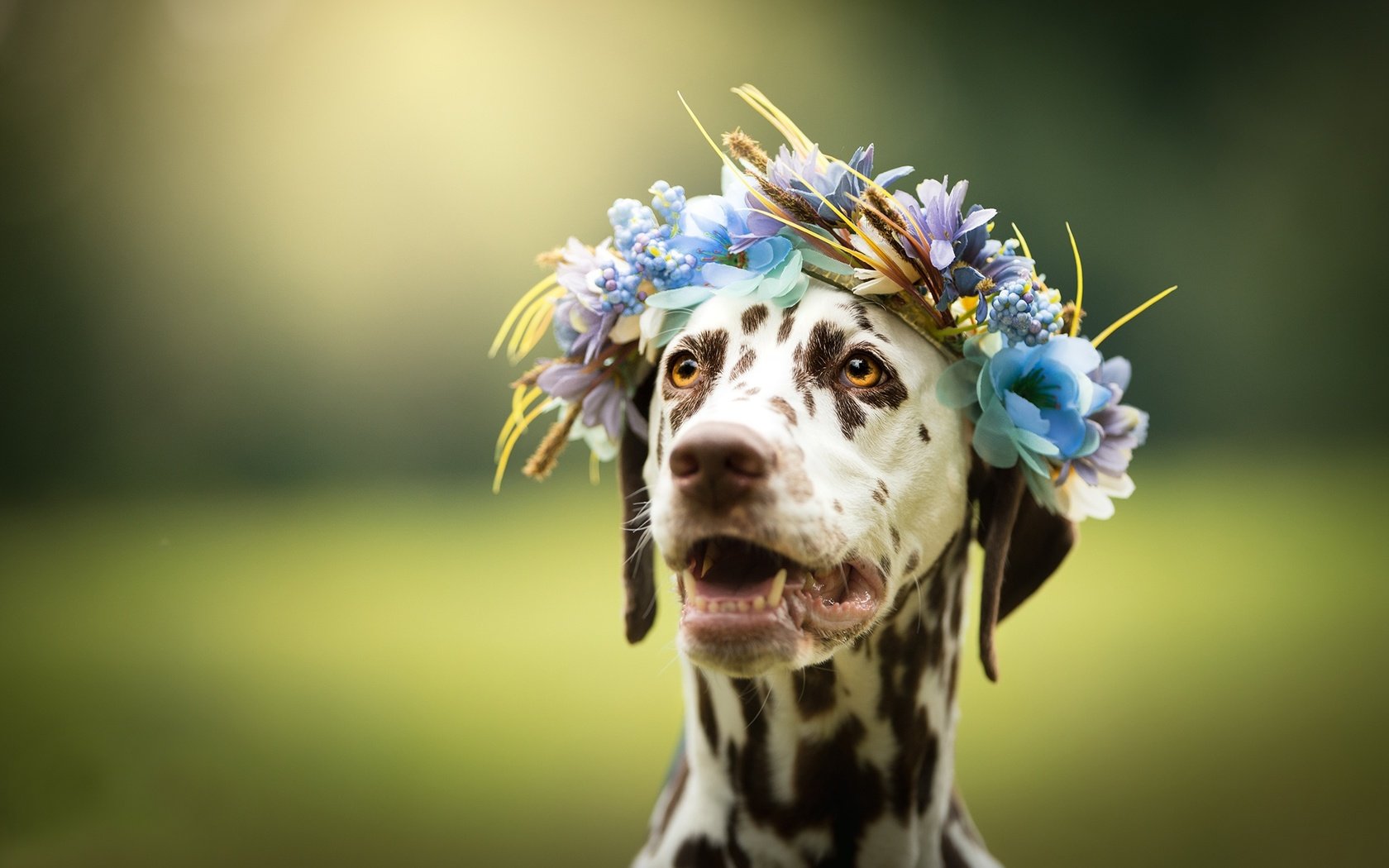 Обои морда, цветы, фон, взгляд, собака, далматин, венок, face, flowers, background, look, dog, dalmatian, wreath разрешение 2048x1380 Загрузить