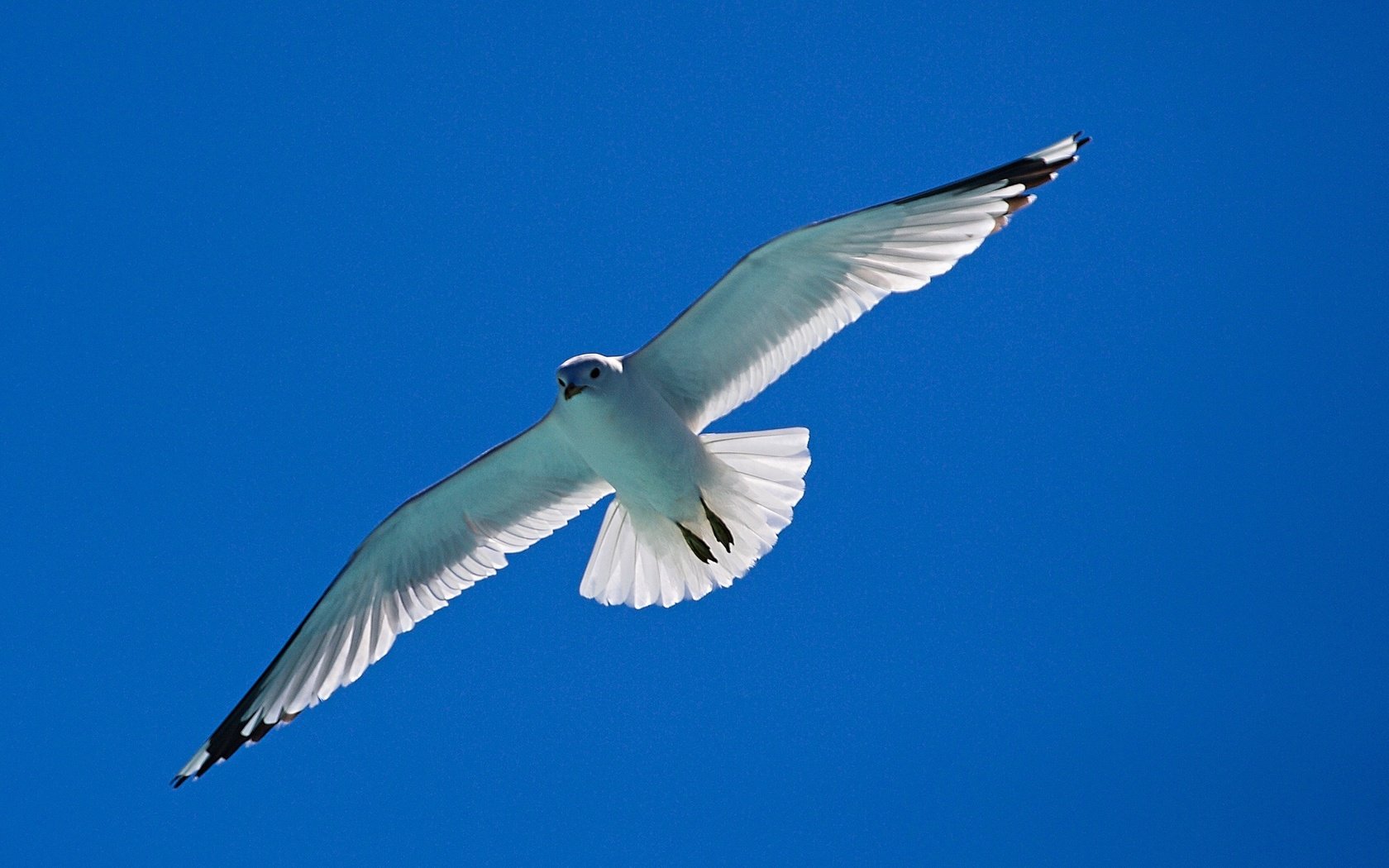 Обои небо, полет, крылья, чайка, птица, the sky, flight, wings, seagull, bird разрешение 2048x1151 Загрузить