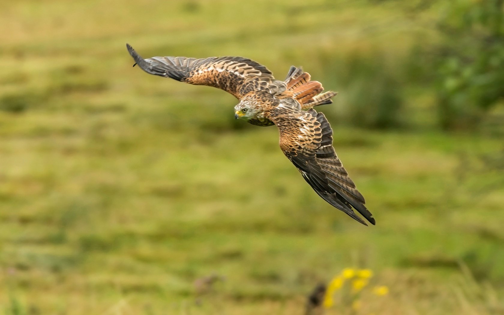 Обои полет, крылья, хищник, птица, коршун, красный коршун, flight, wings, predator, bird, kite, red kite разрешение 2048x1336 Загрузить