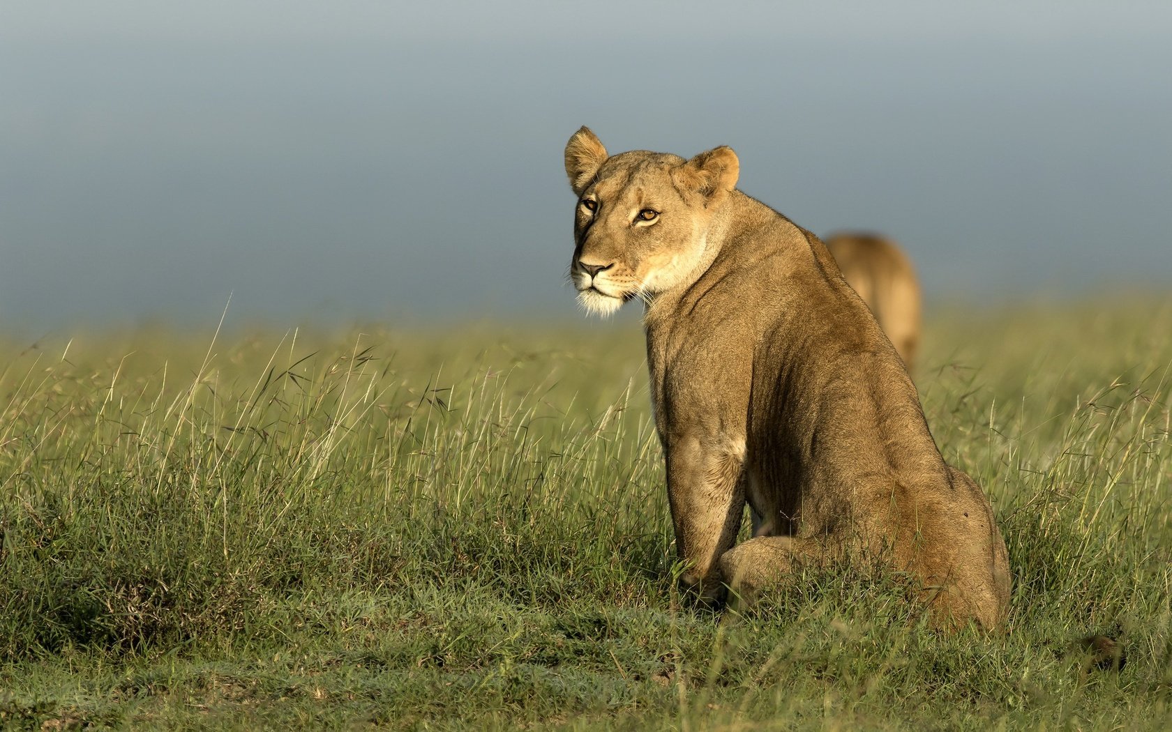 Обои морда, природа, взгляд, африка, хищник, лев, львица, дикая кошка, face, nature, look, africa, predator, leo, lioness, wild cat разрешение 2022x1274 Загрузить