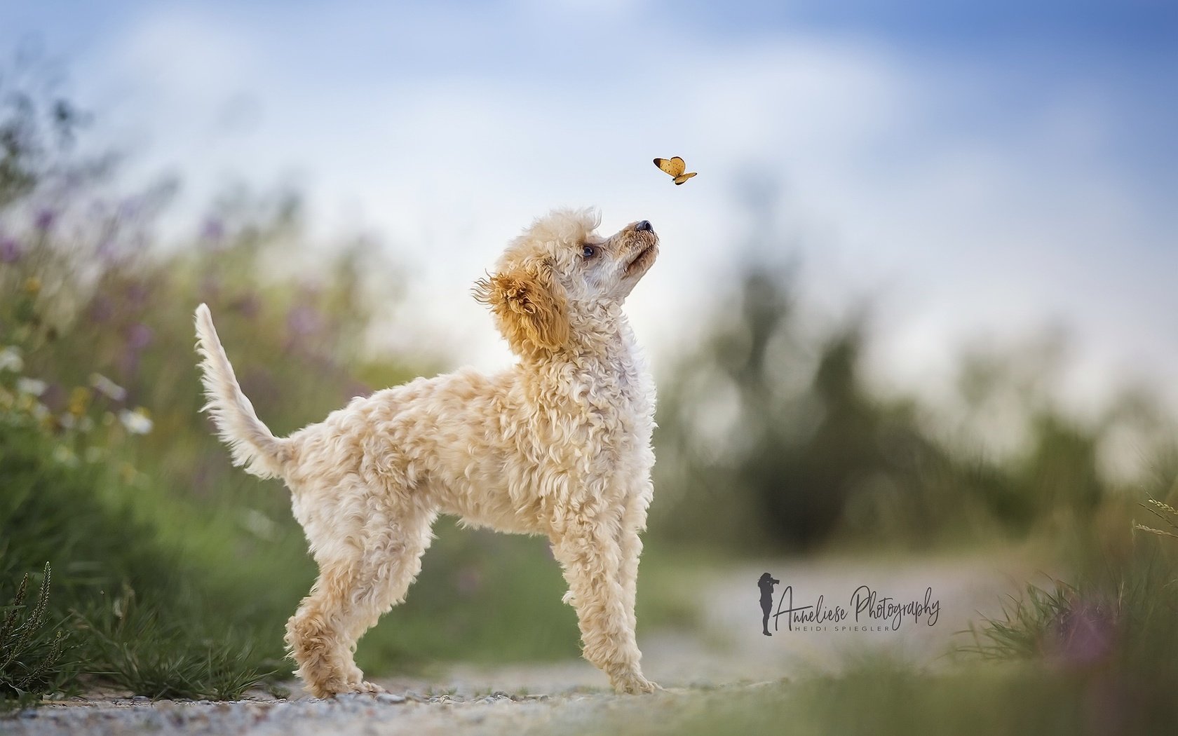 Обои природа, бабочка, собака, пудель, heidi spiegler, nature, butterfly, dog, poodle разрешение 2048x1365 Загрузить